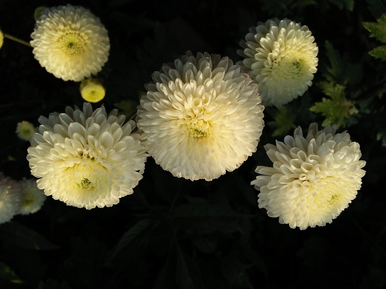 Хризантема белая помпонная фото и описание