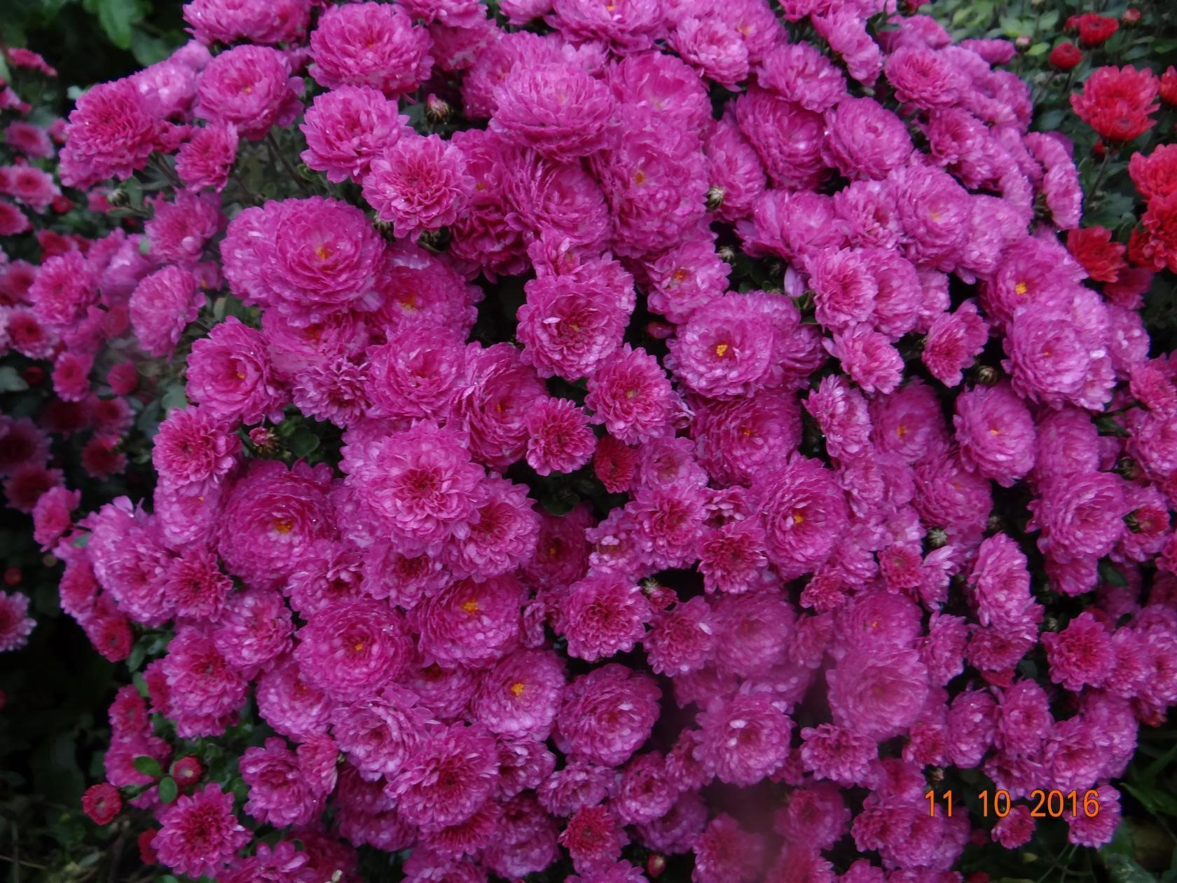 Хризантема мультифлора Gigi Dark Pink