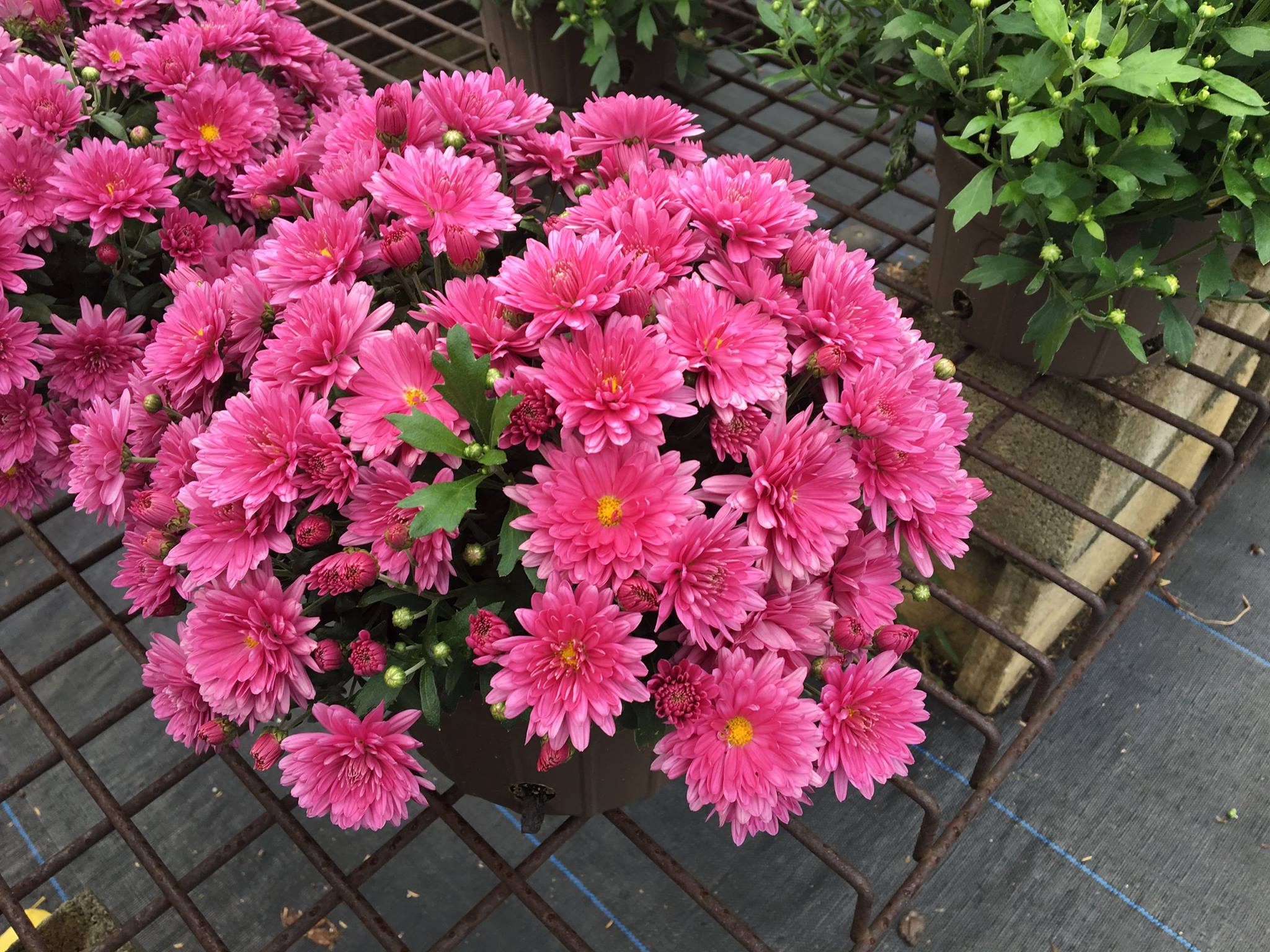 Хризантема Gigi Pink
