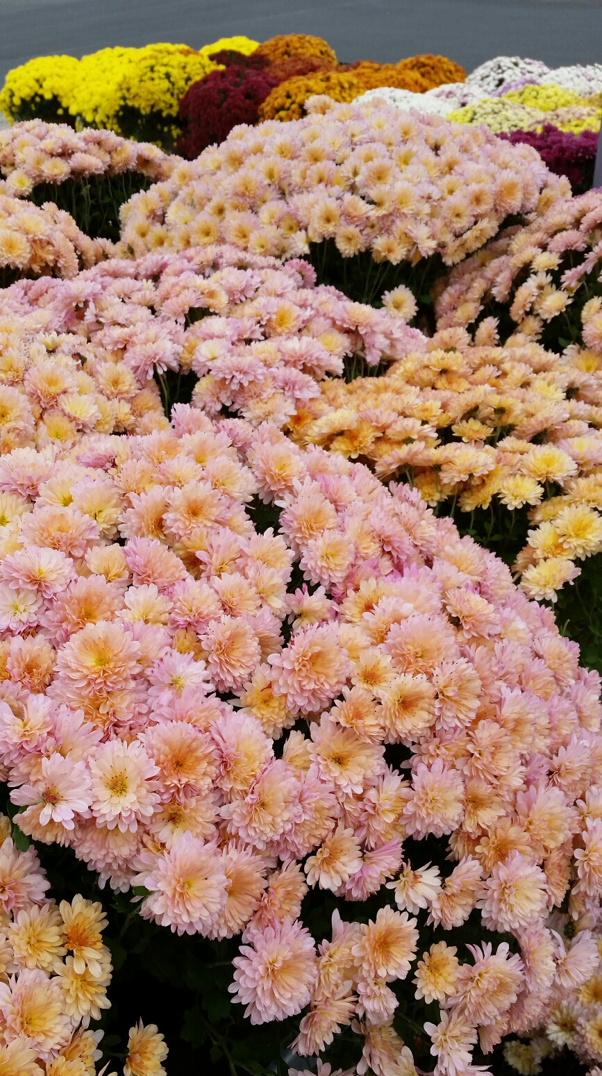 хризантемы с мелкими цветами сорта фото