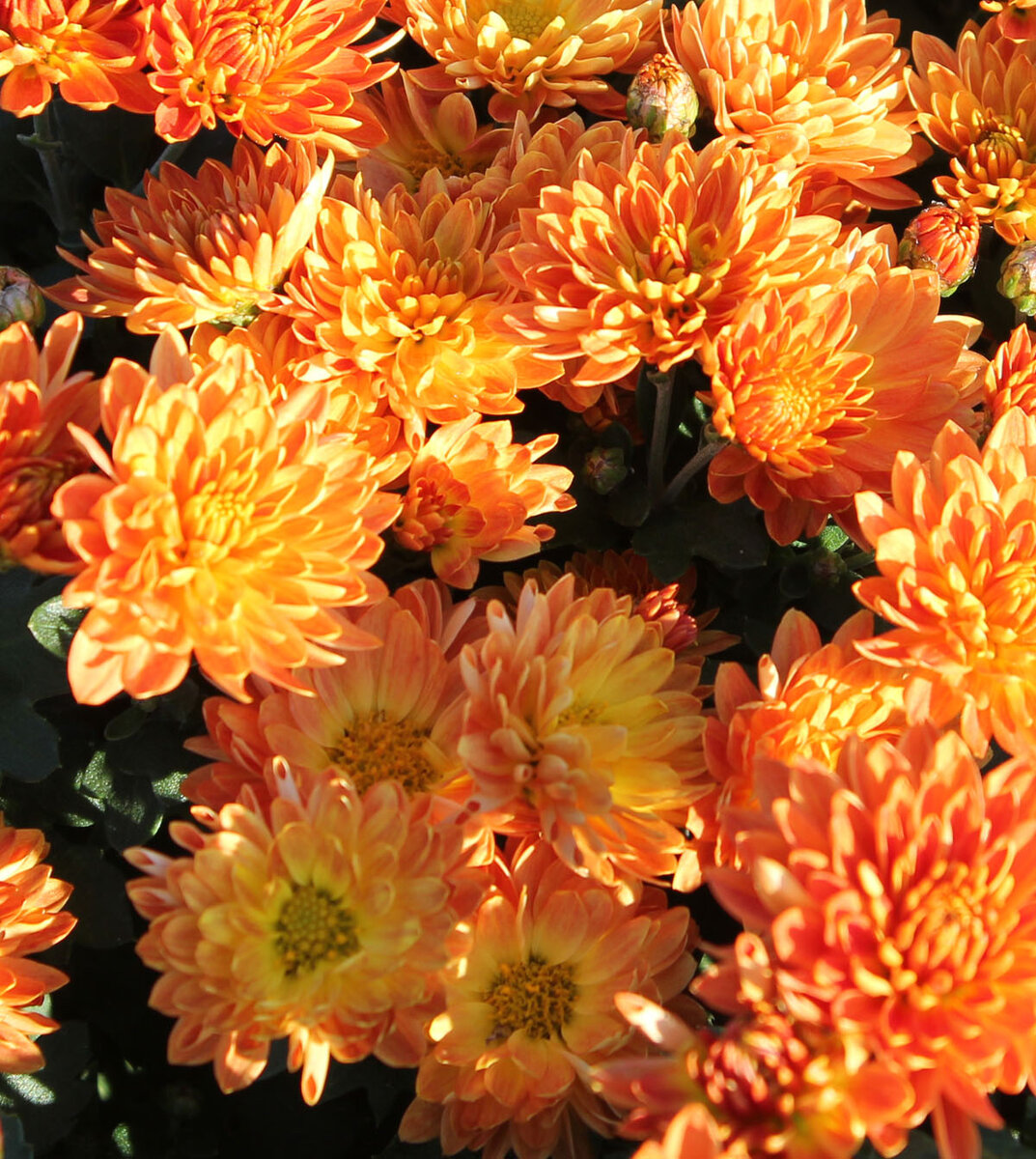 Корейские хризантемы сорта с фото