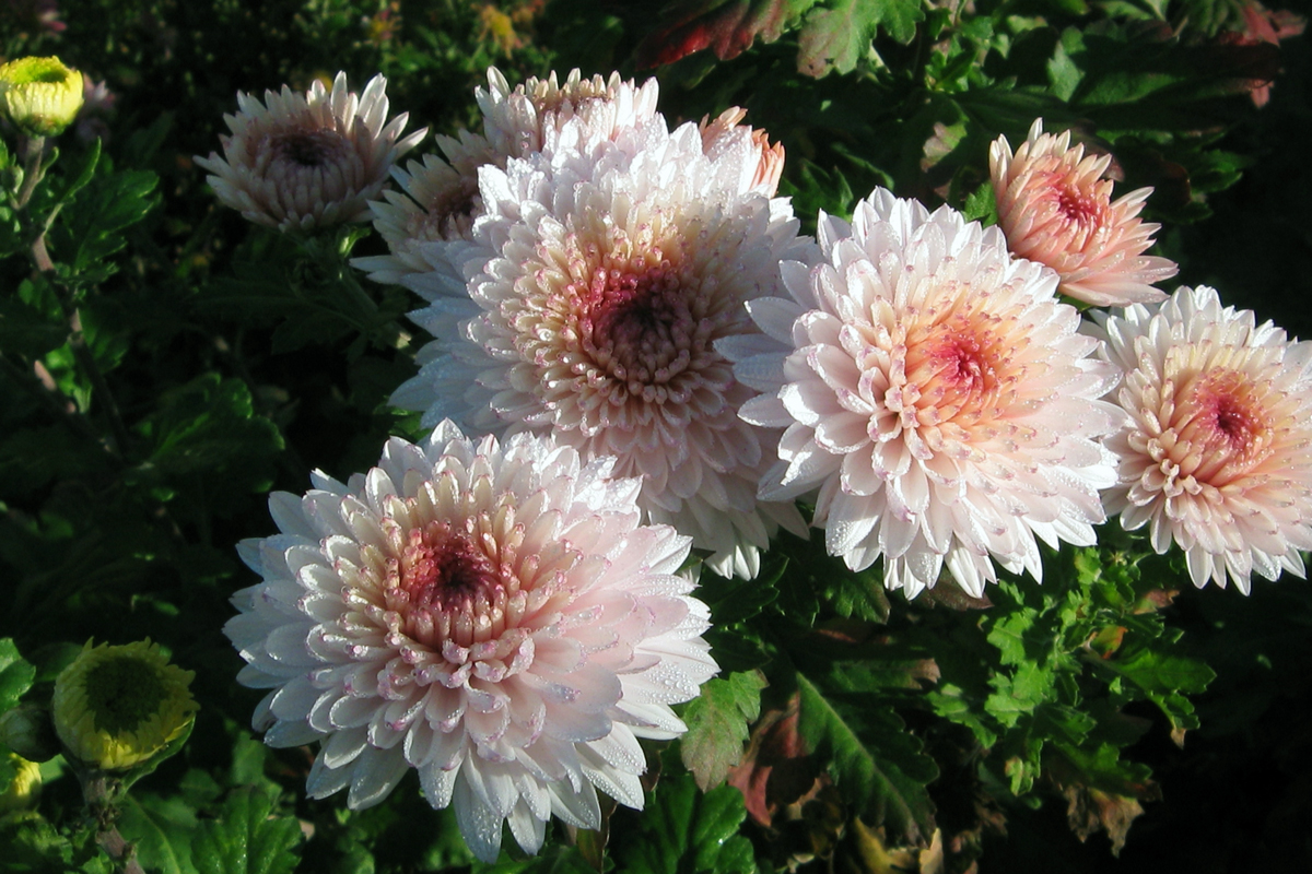 Хризантема английская розовая фото и описание сорта