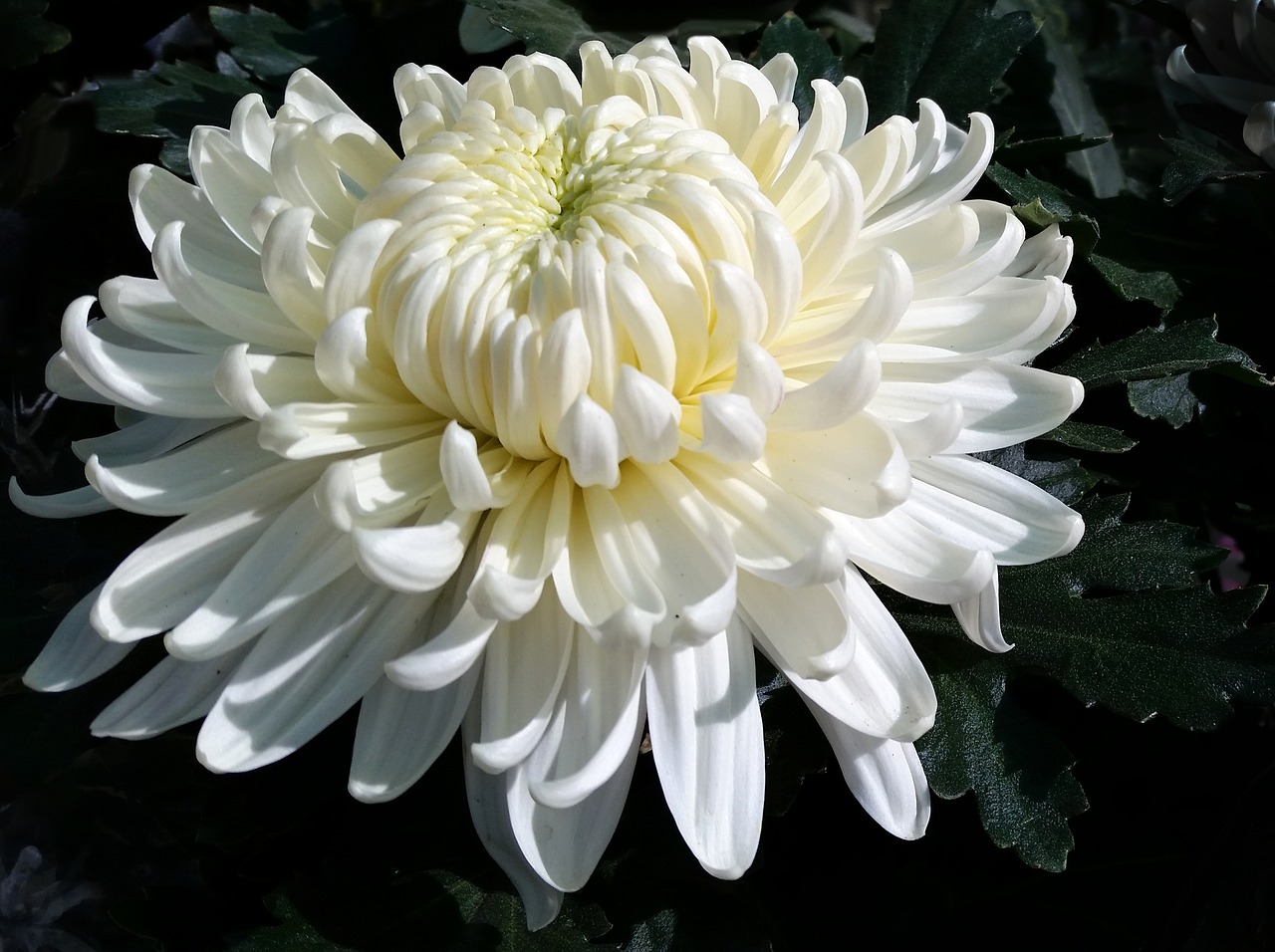 Хризантема эвелин буш фото и описание
