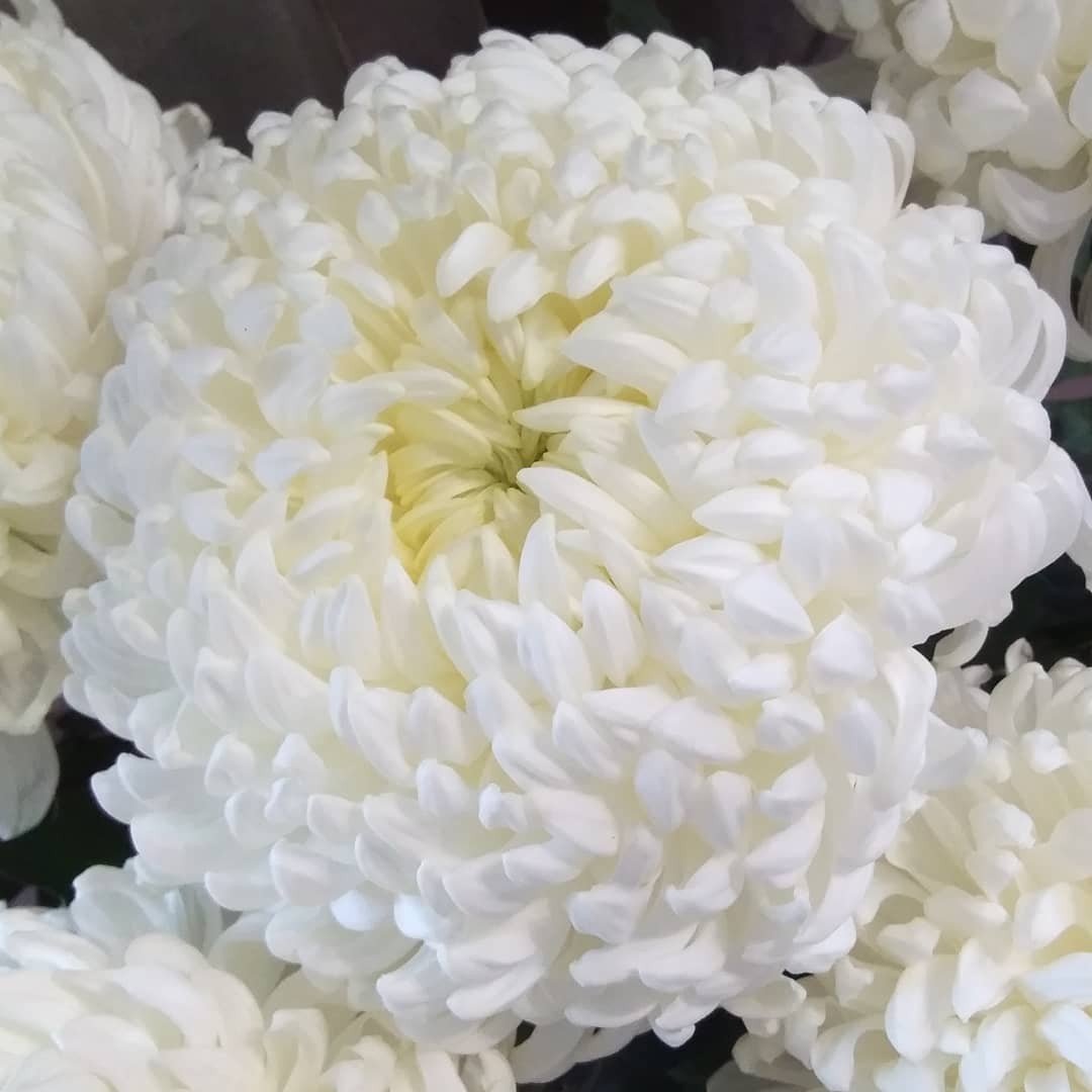 Хризантемы Белые Крупные