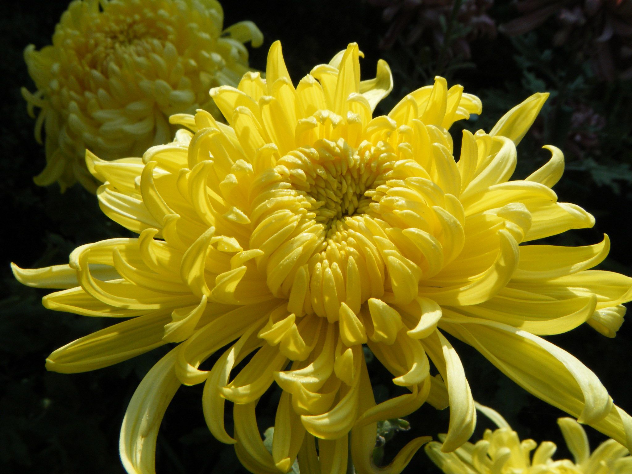 Хризантема крупноцветковая описание и фото