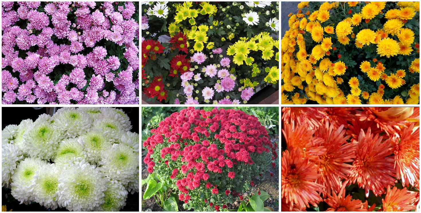 Разновидности хризантем фото и названия