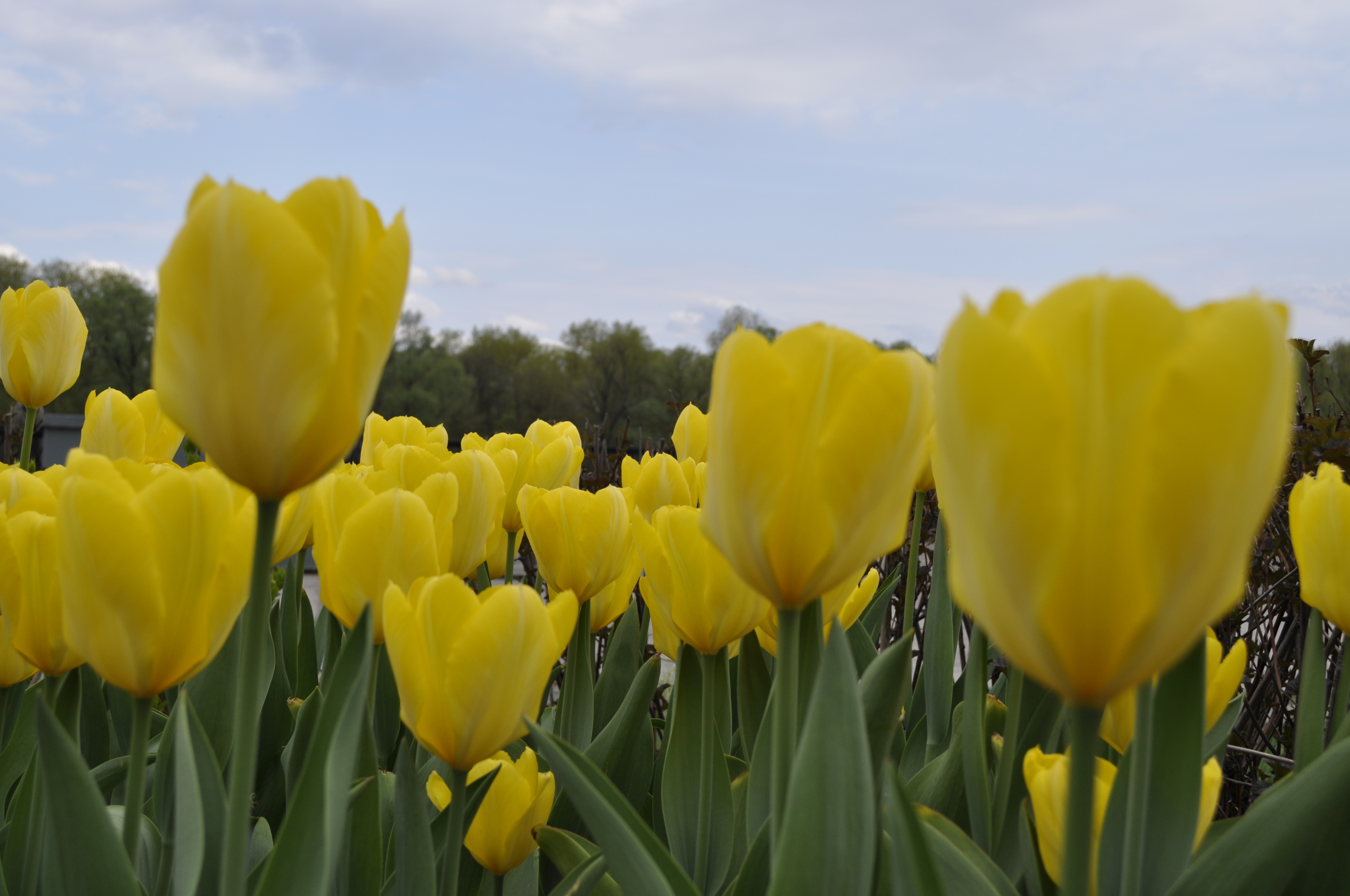 Почему тюльпаны желтеют. Полевые желтые тюльпаны. Красивые сорта желтых тюльпанов. Поле желтых тюльпанов.