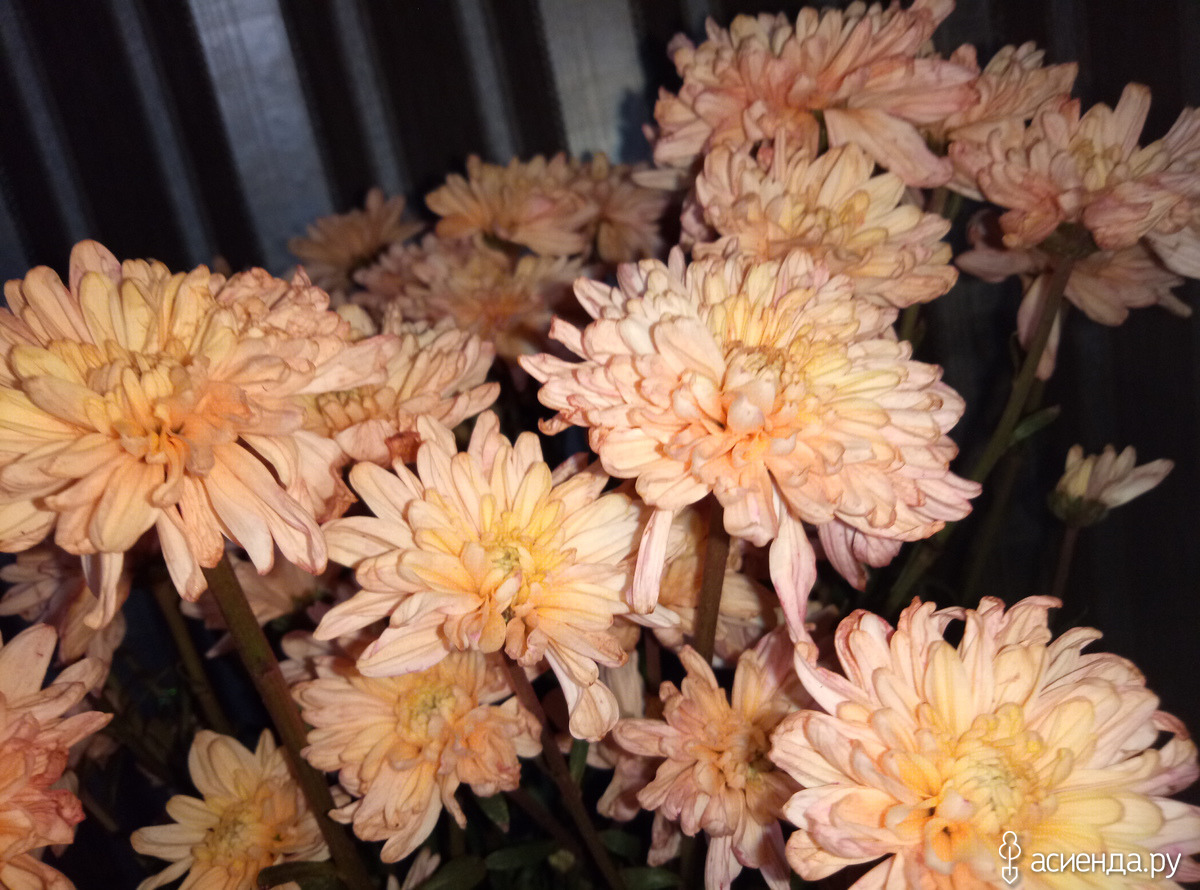 Хризантемы персикового цвета