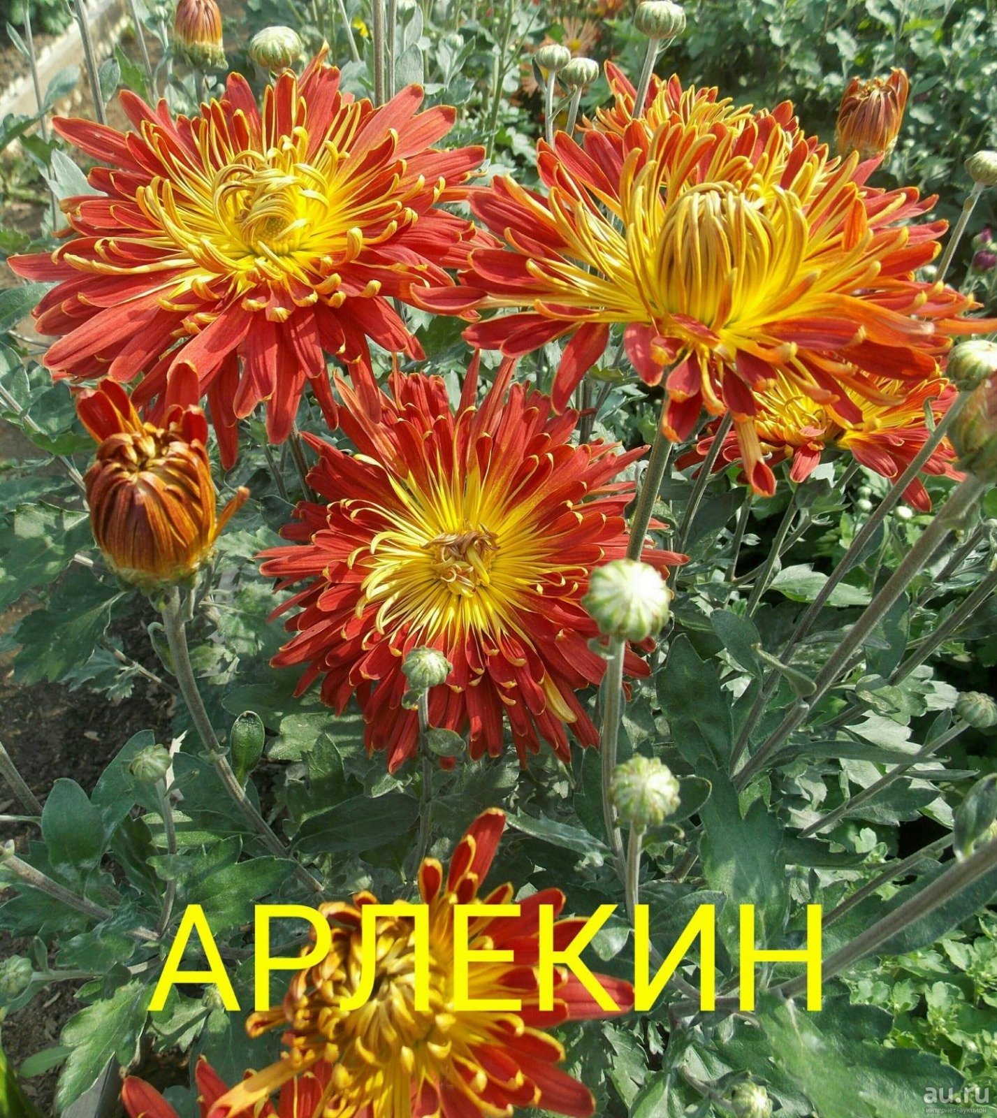 Хризантемы арлекино фото