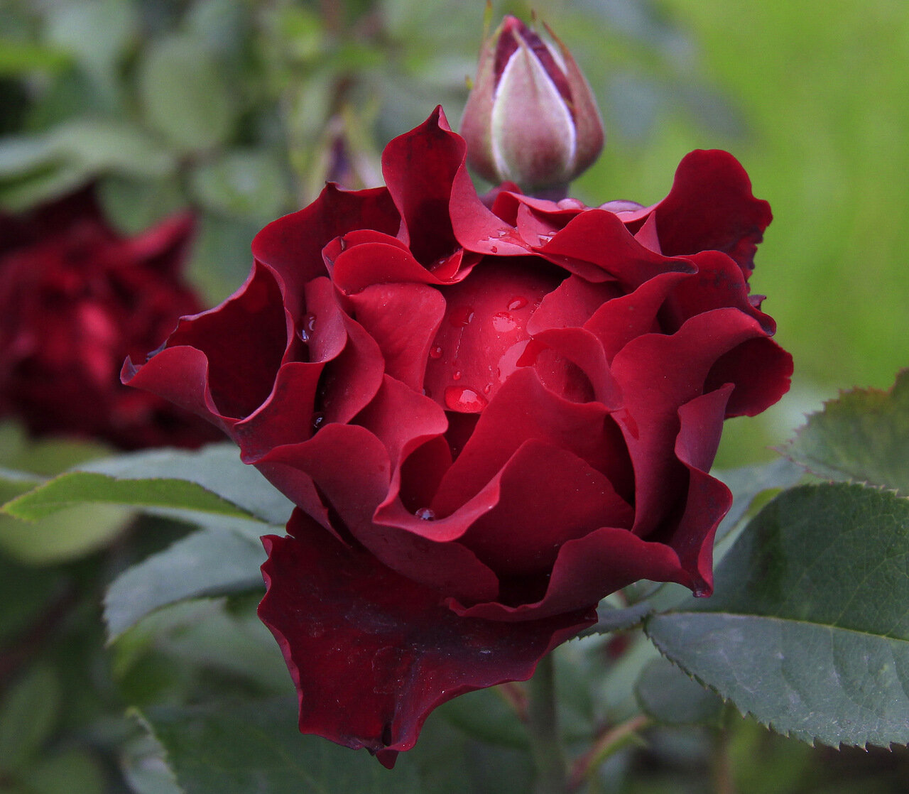 Красные розы фото с названиями сорта