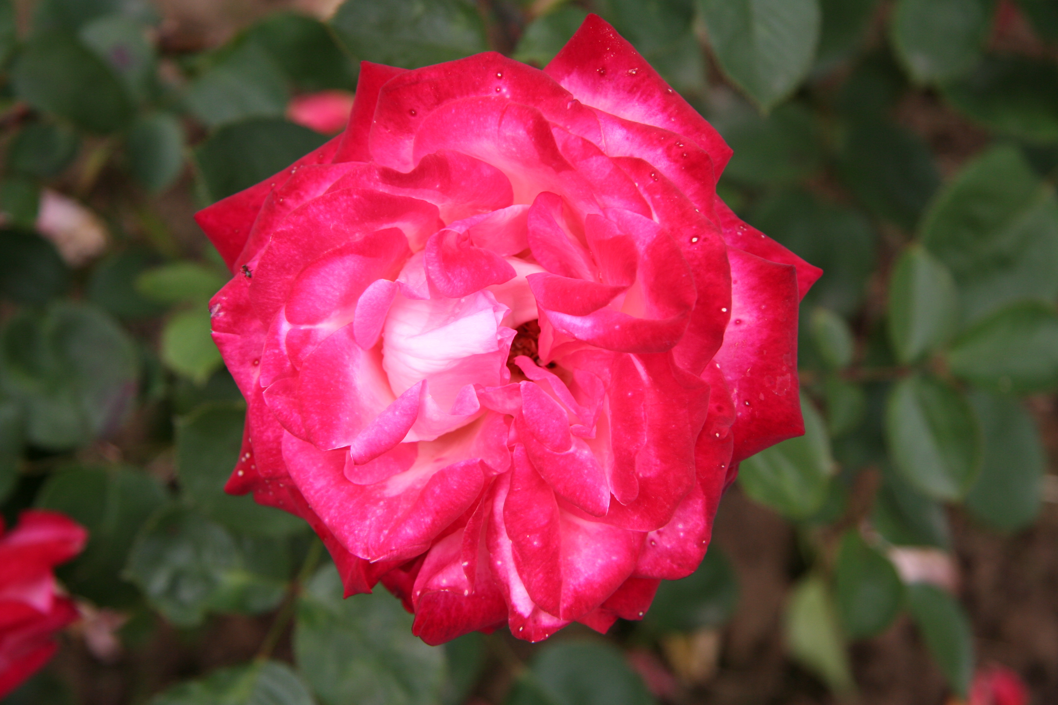 Роза Fortuna Эквадор
