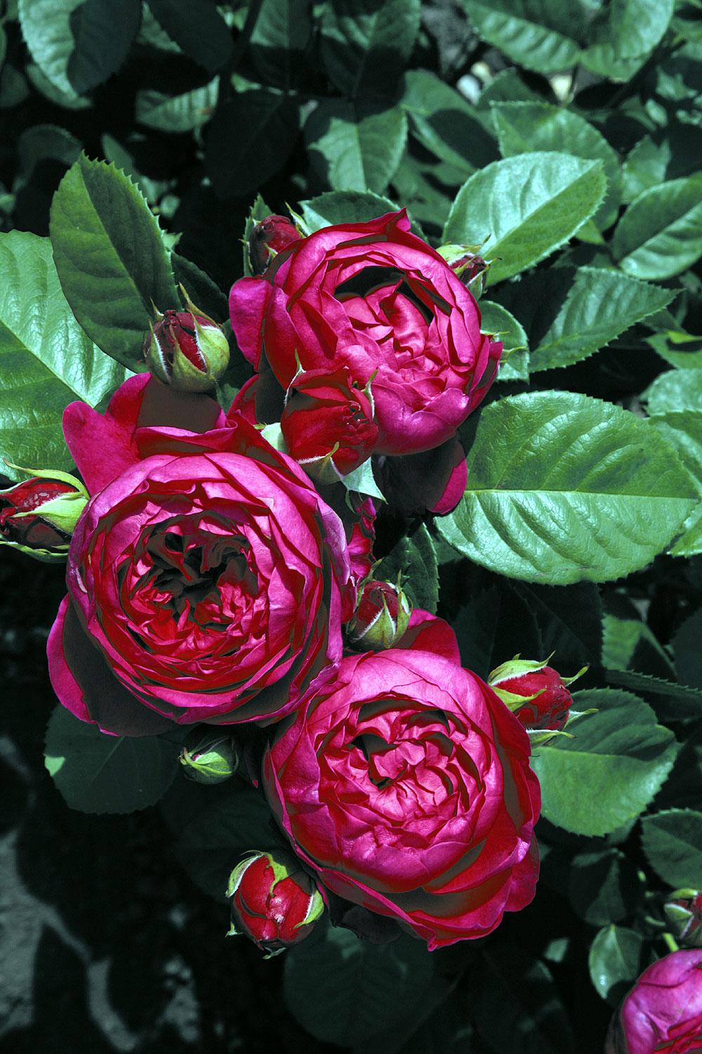 Чайно-гибридные розы АСКОД