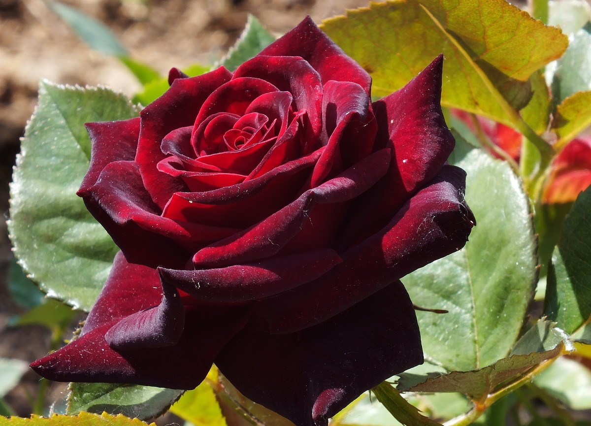 Сорт розы без шипов фото с названиями и описанием