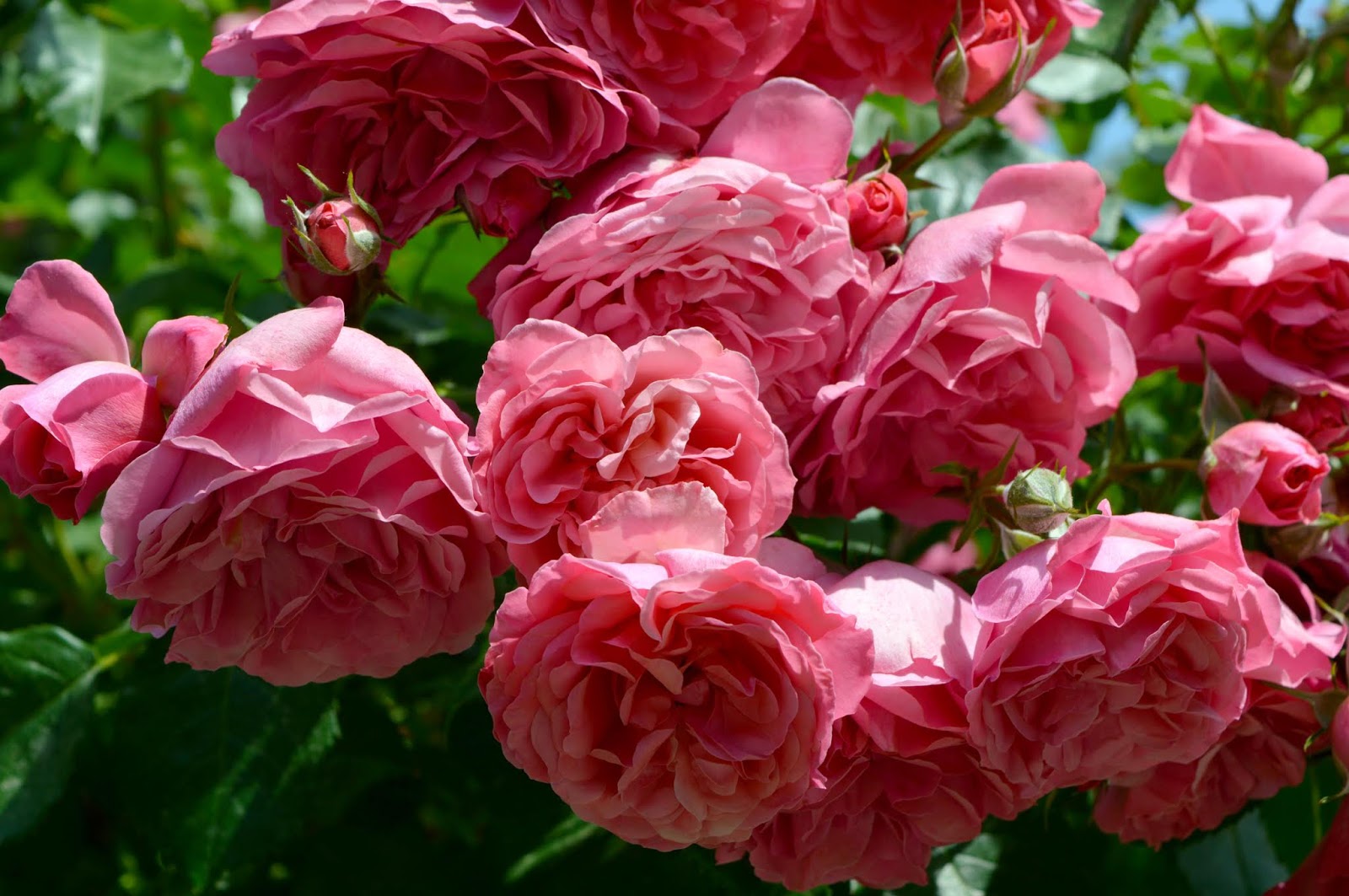 Роза плетистая розовая сорта названия фото