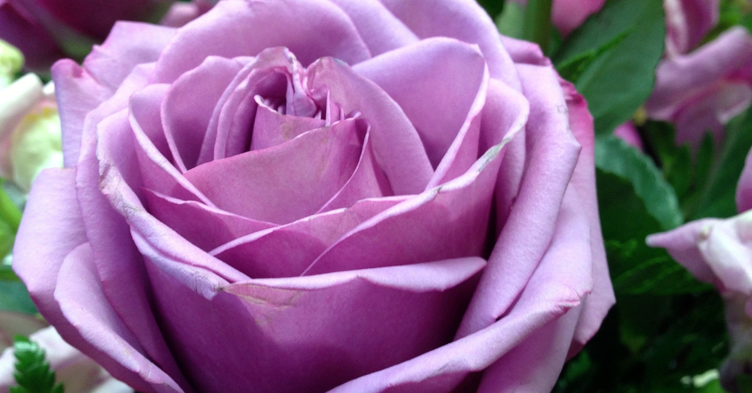 Сорта роз сиреневого цвета с фото и названиями