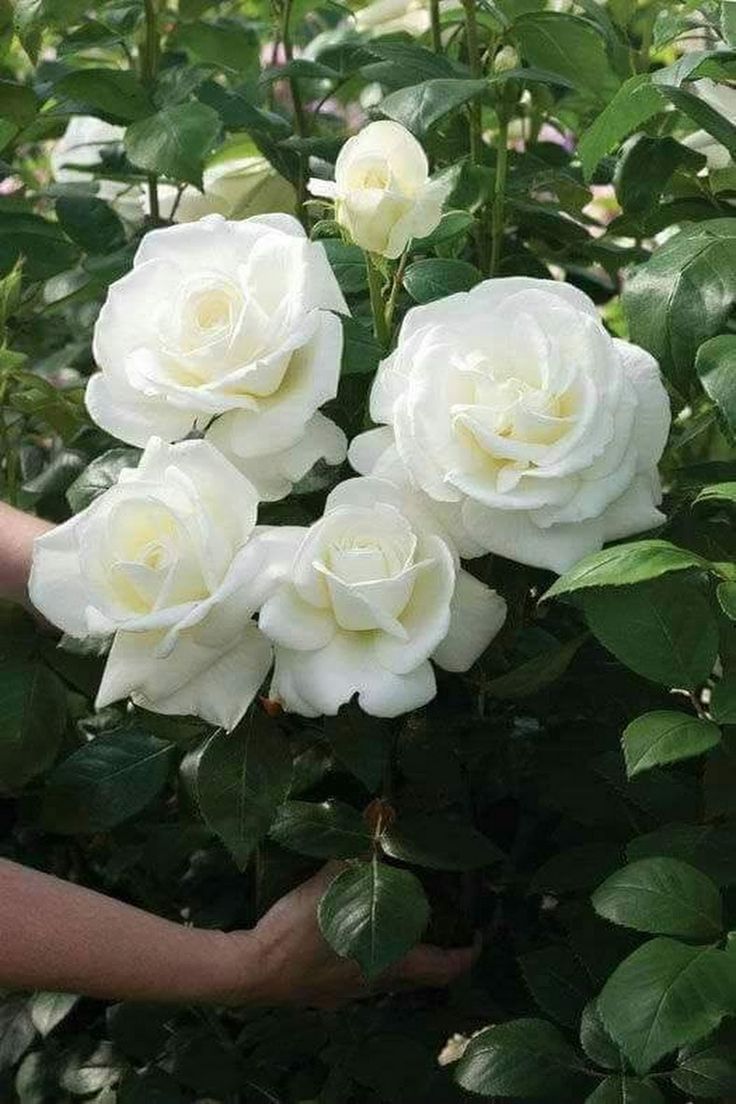 Роза аннапурна фото и описание
