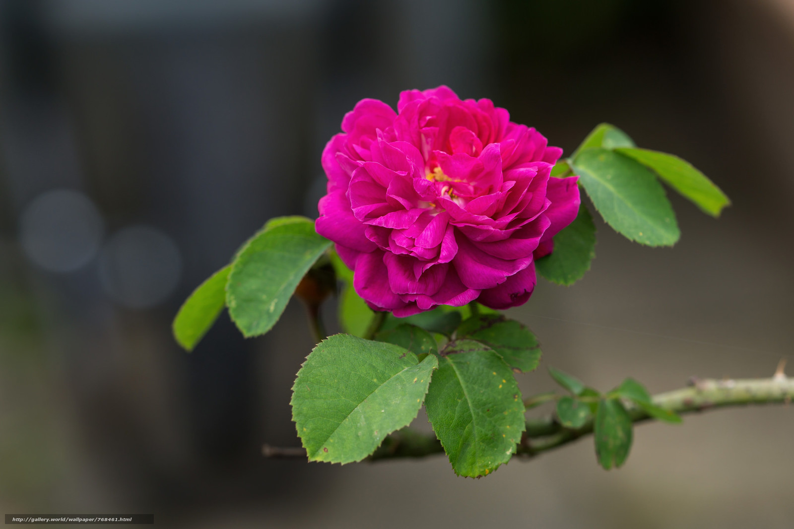 Роза венроза фото