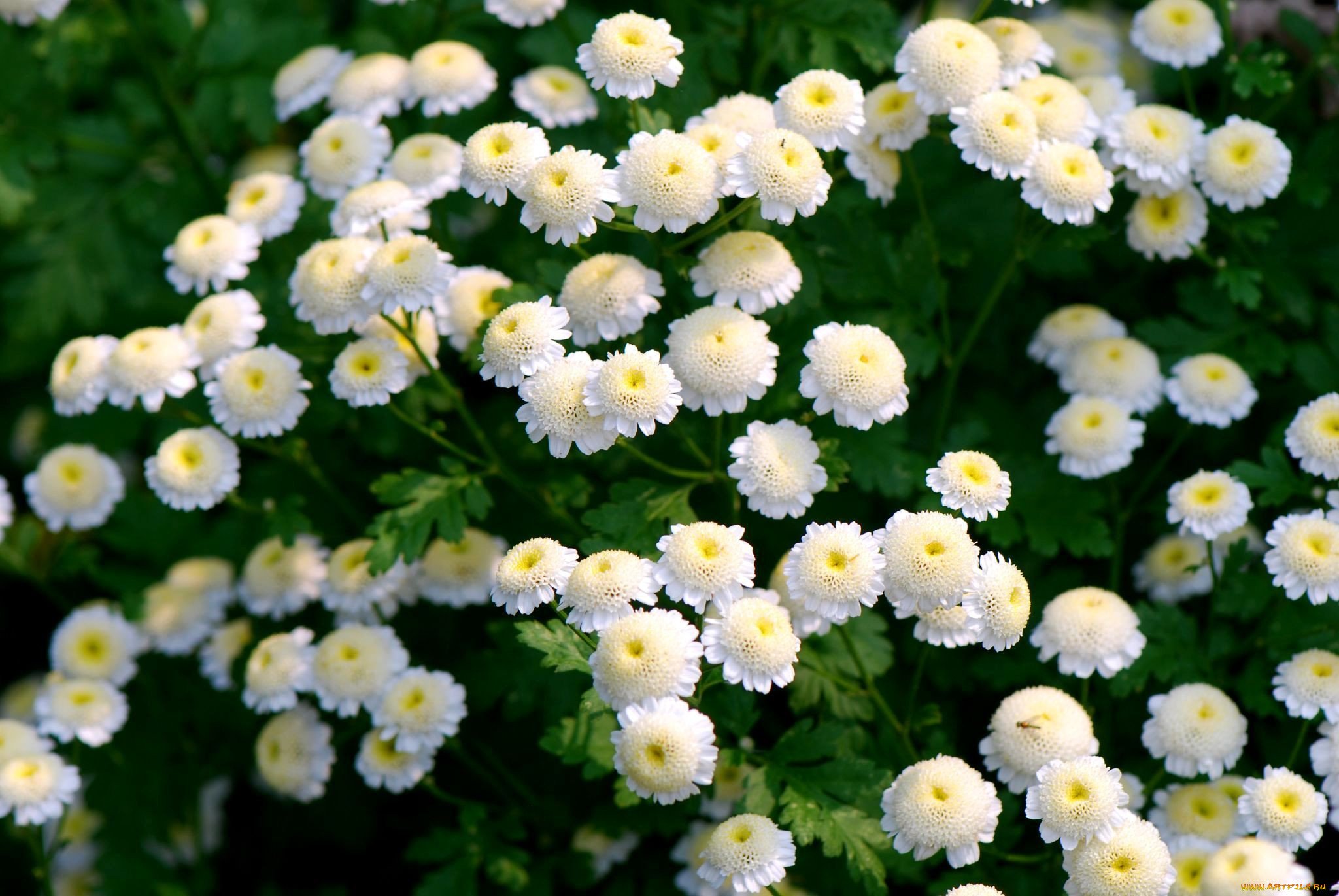 Ромашка махровая фото цветов на клумбе