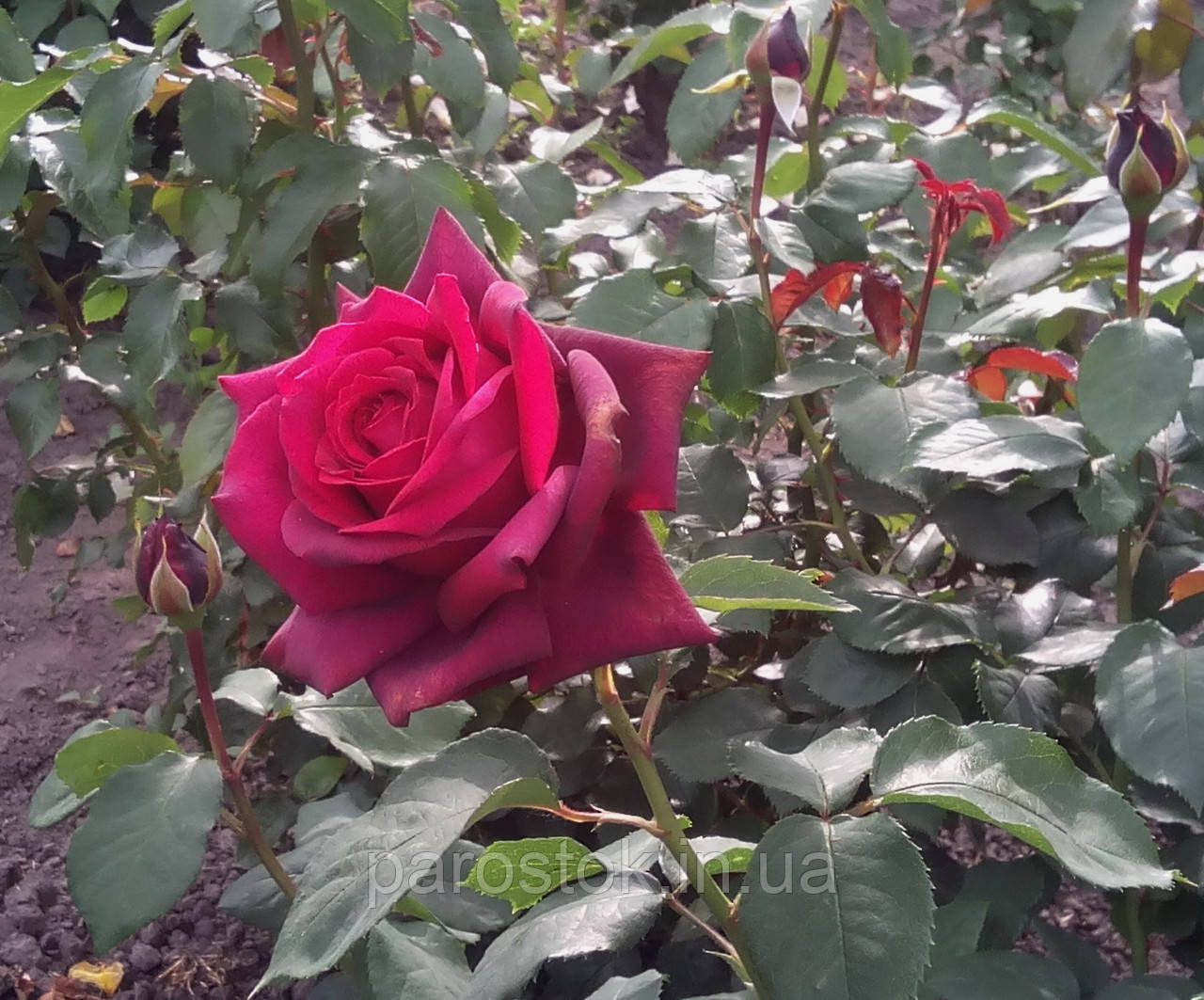 Роза чайно-гибридная графиня Диана