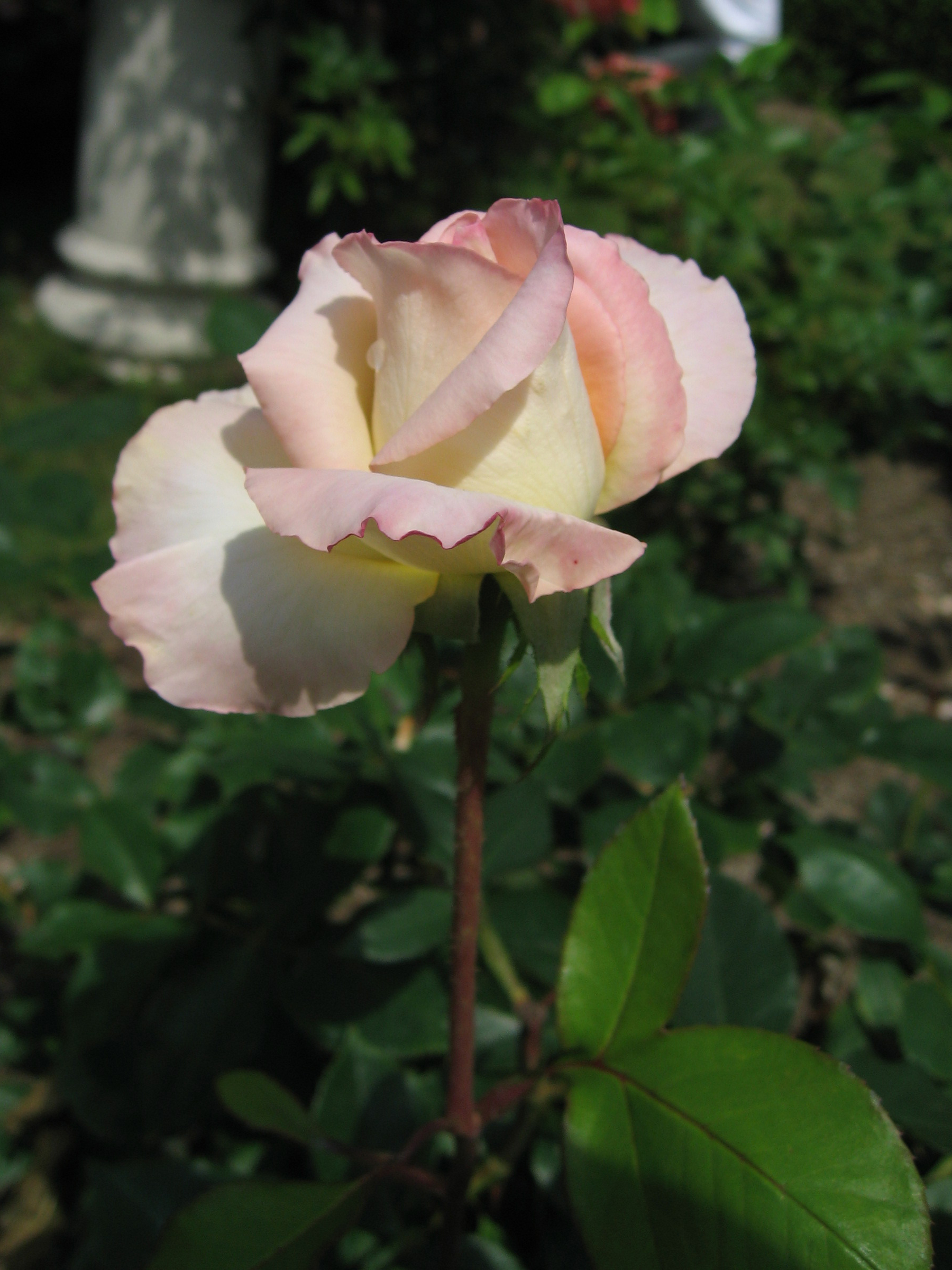 Роза принцесса Уэльская энциклопедия роз