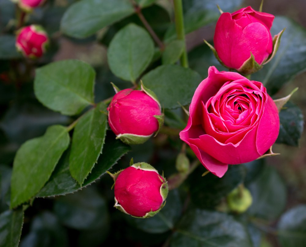 Tantau Magic Rokoko роза