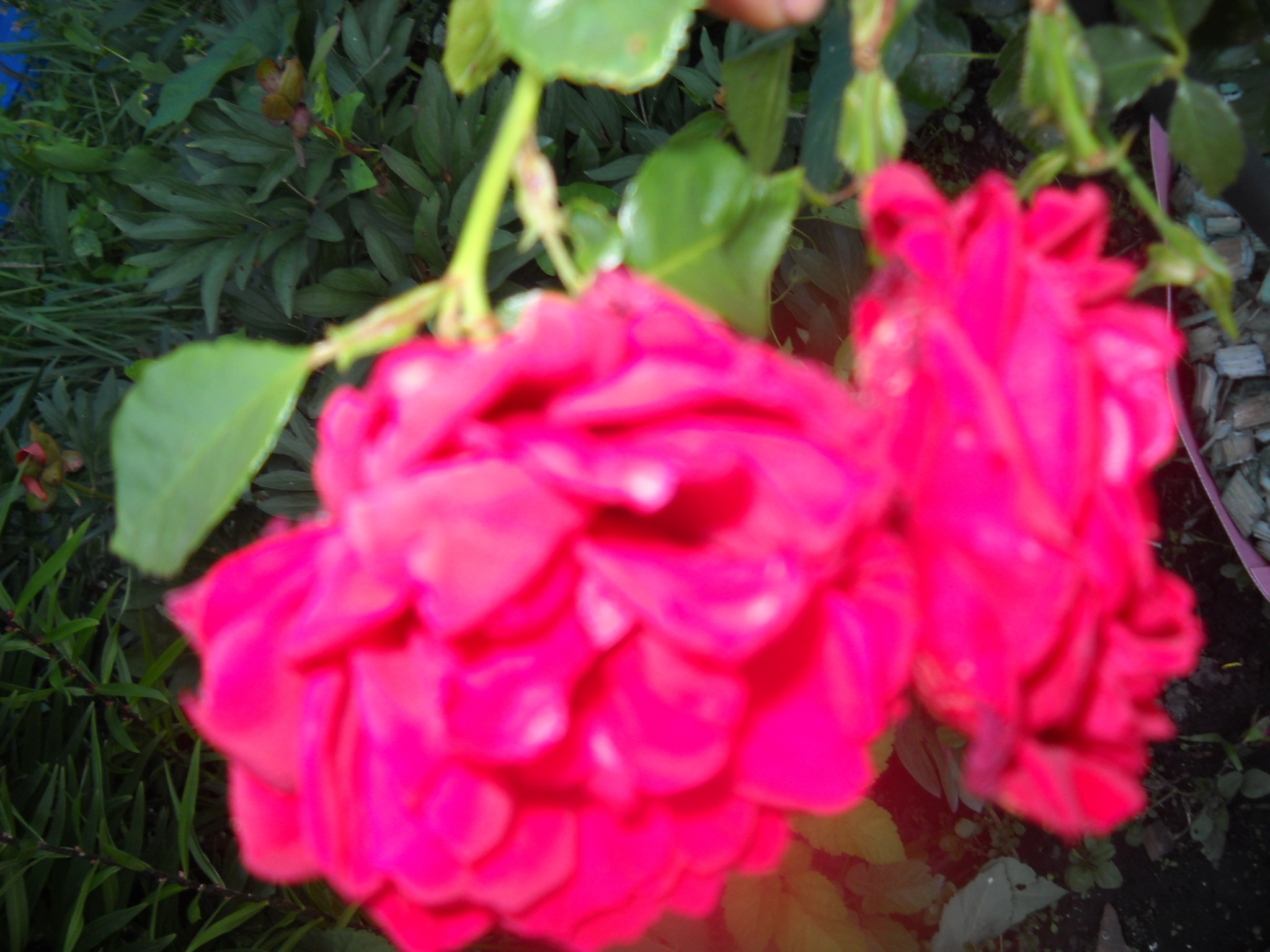 Роза спутник фото и описание