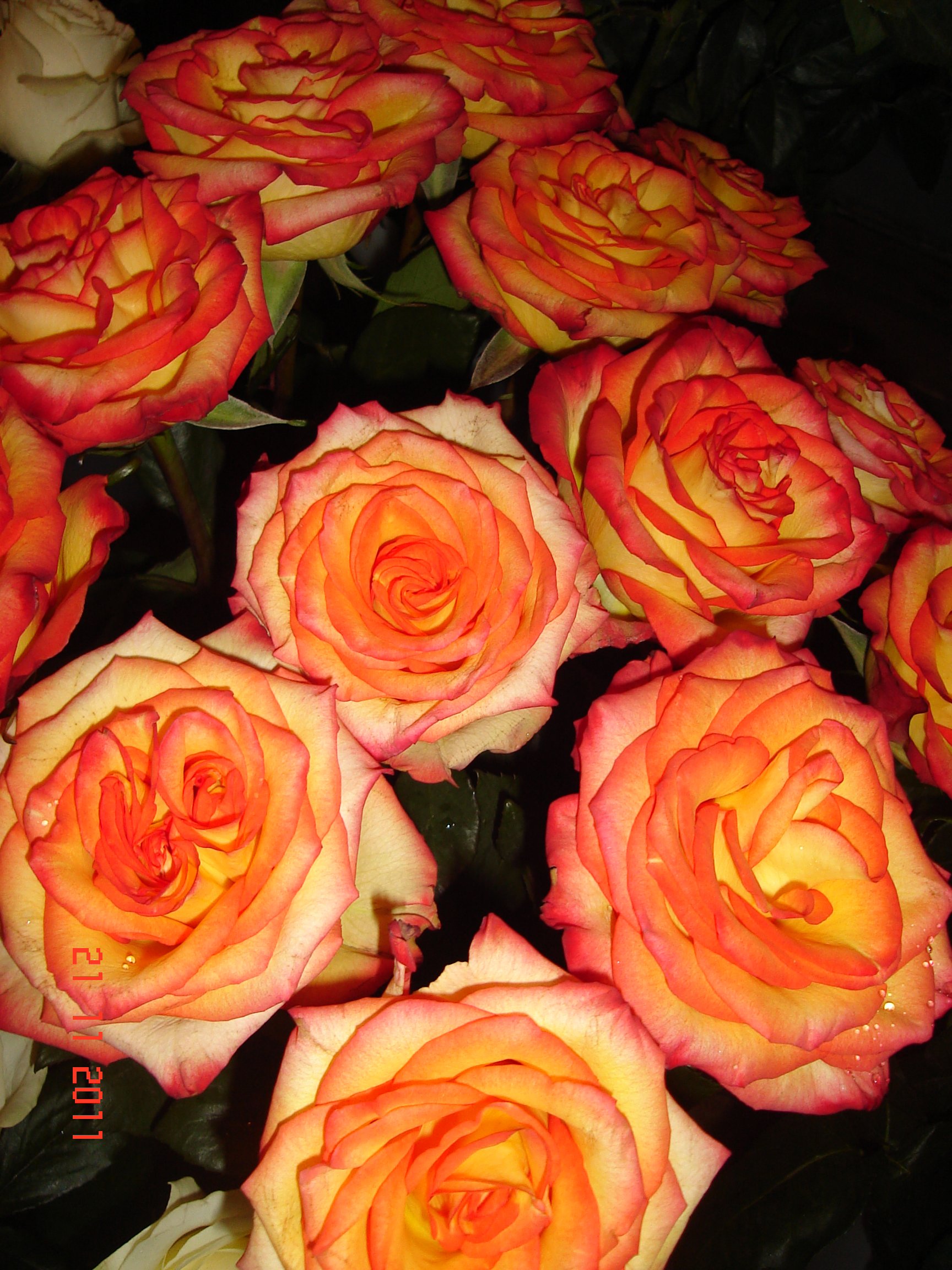 Роза голландская сорт Джелли