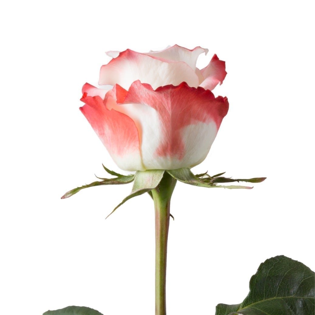 Кабаре роза Эквадор