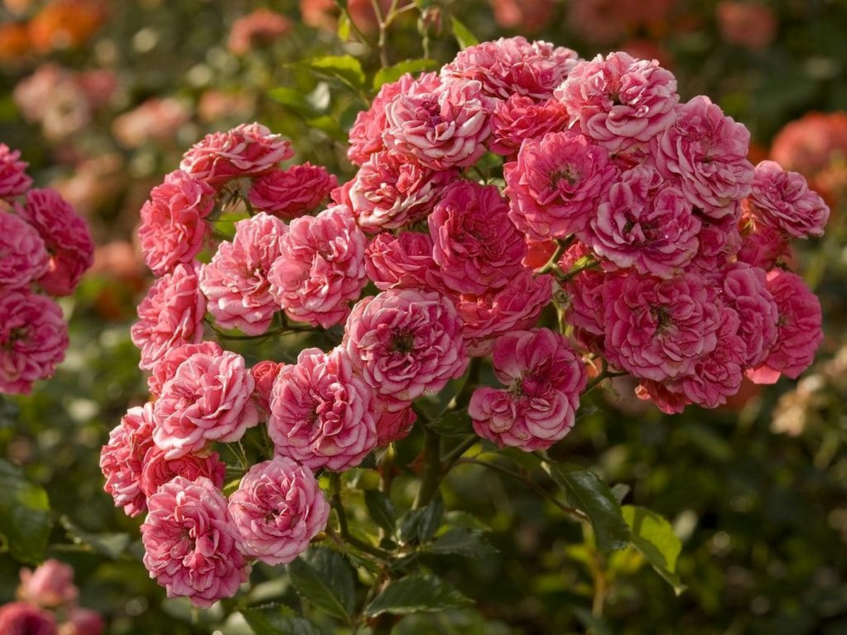Мелкоцветковые розы сорта фото с названиями