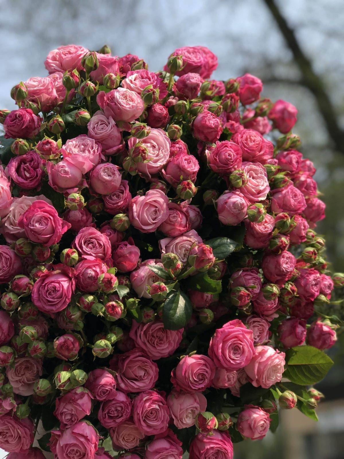 Каталог кустовых роз фото и названия