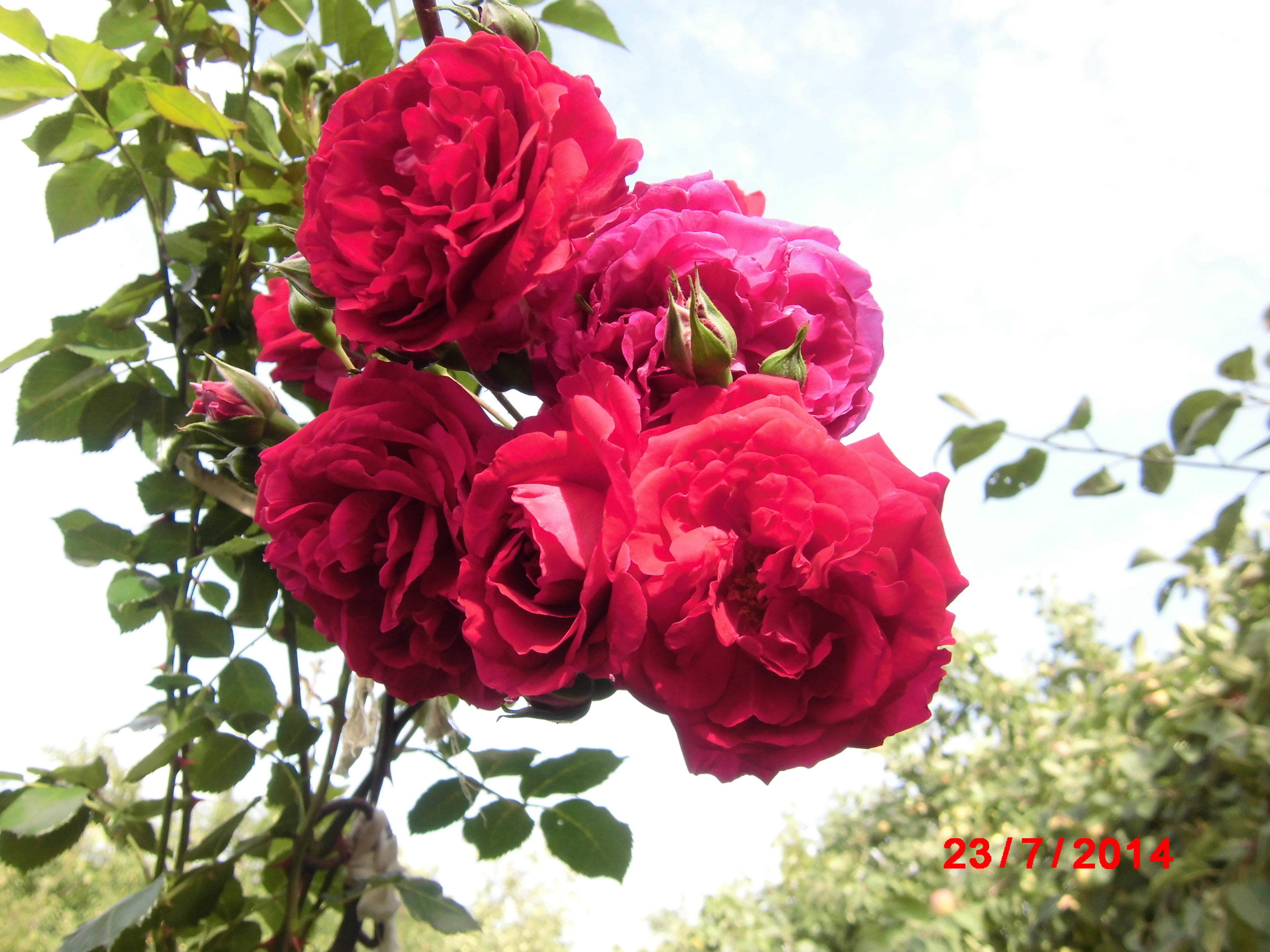 Роза плетистая Грандесса