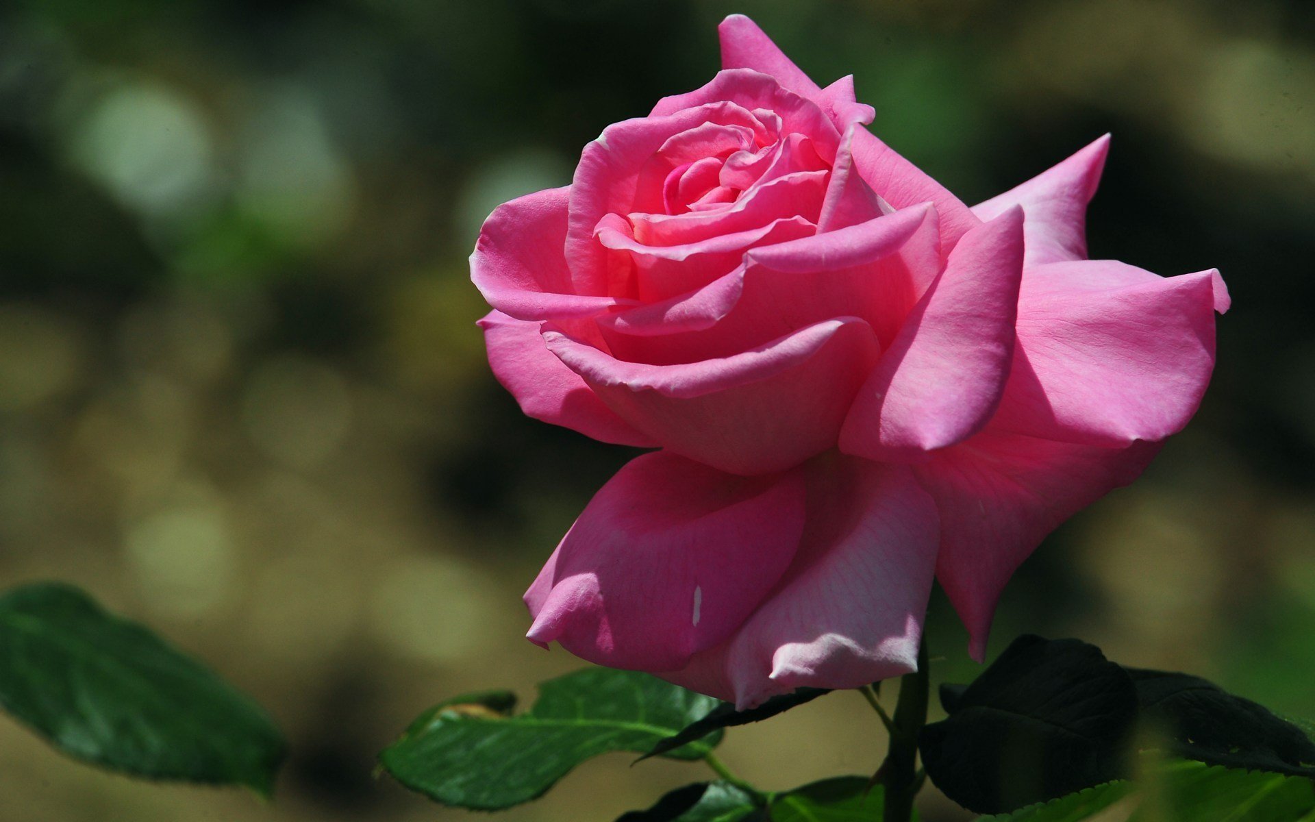 Красивые цветы розовые розы