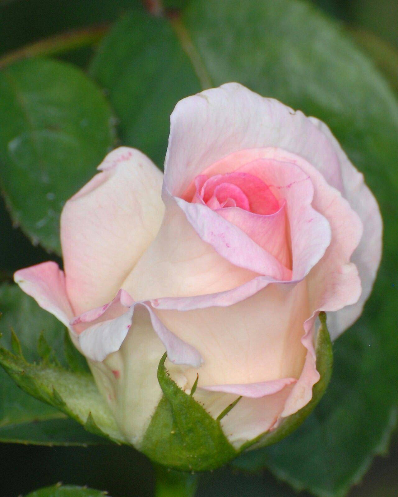 Роза чайно-гибридная супер Стар