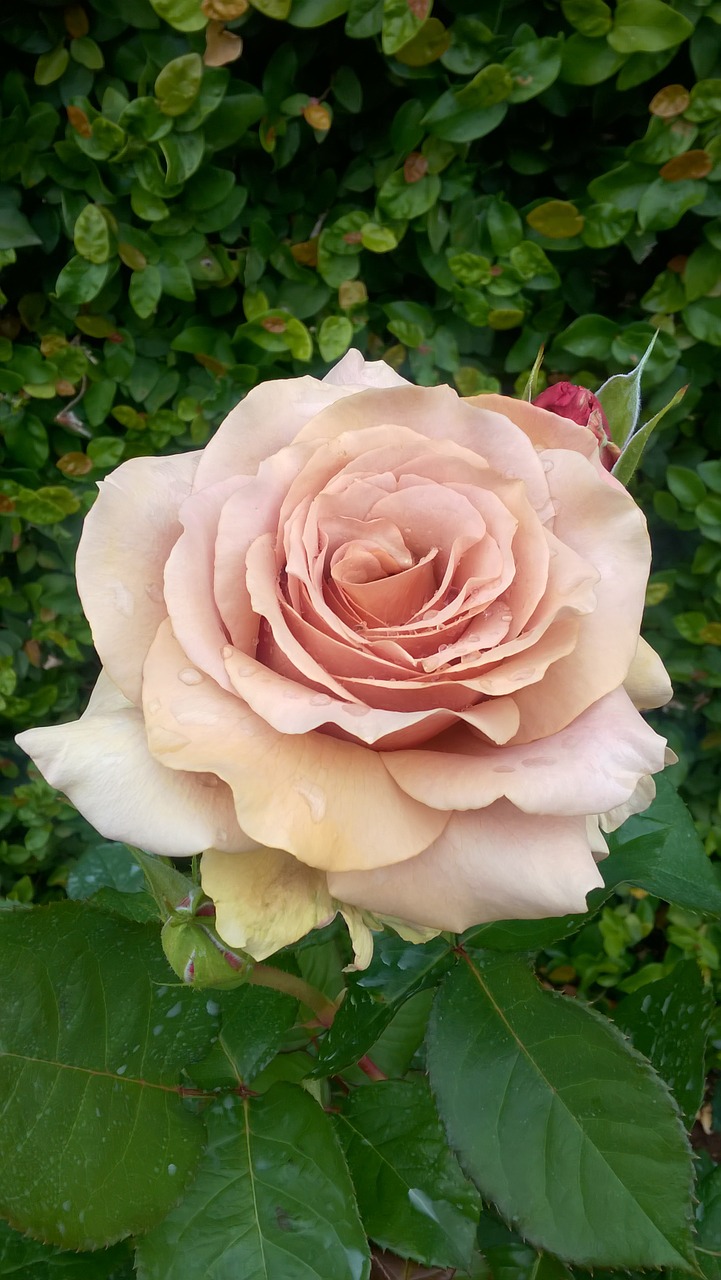 Роза Парковая антик Роуз