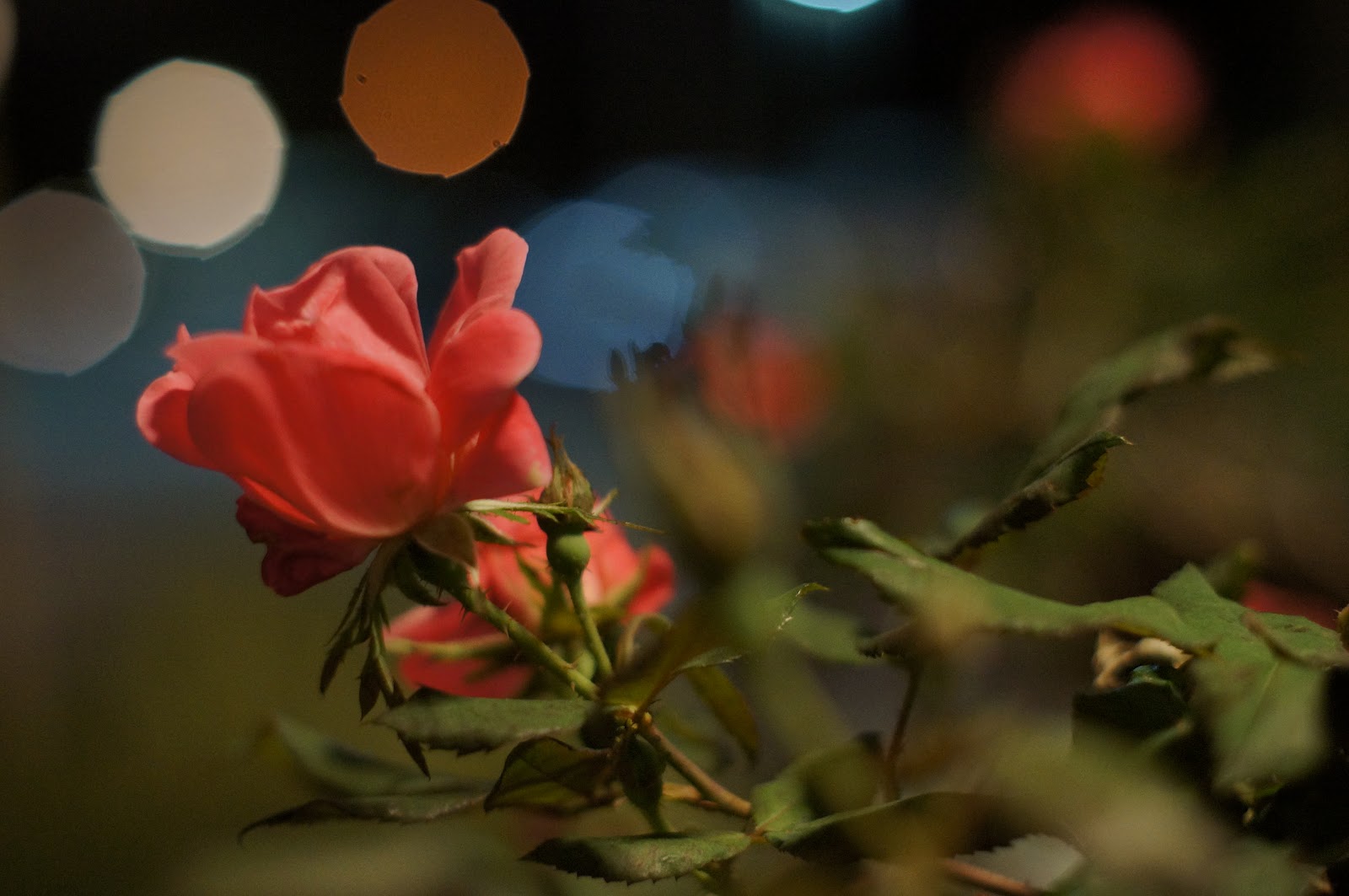 Цветы розы ночью