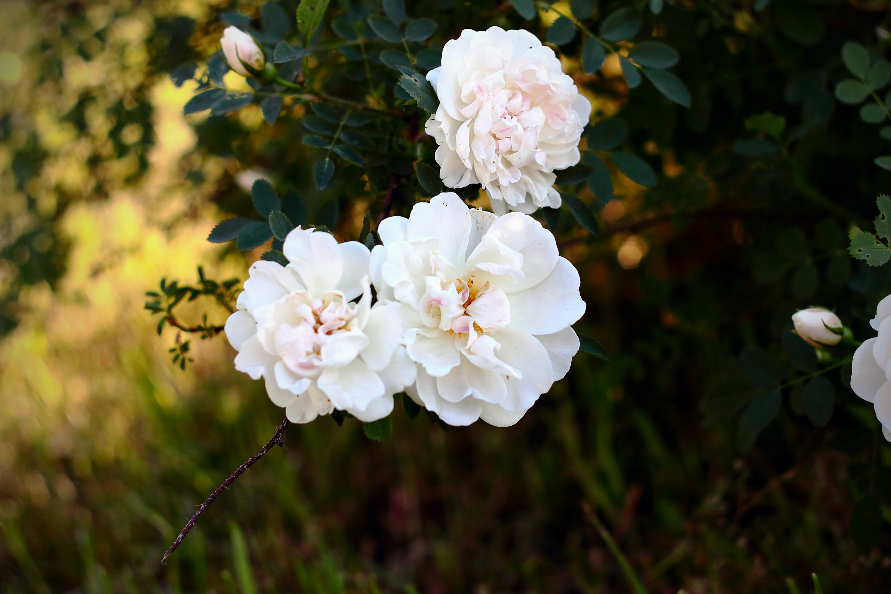 Роза колючейшая (бедренцеволистная) (Rose pimpinellifolia)