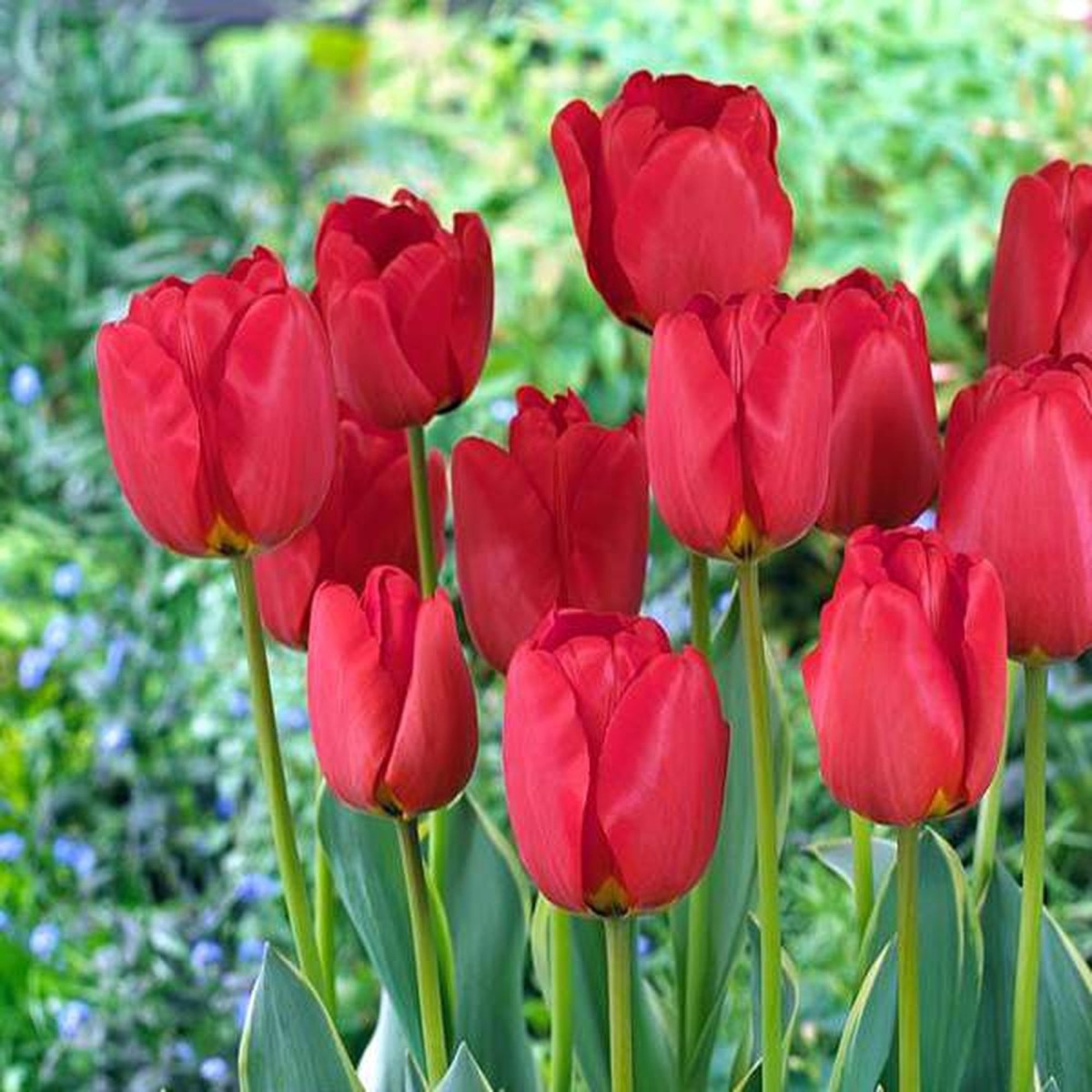 Тюльпан гибридный Tulipa hybridum 'Oxford'
