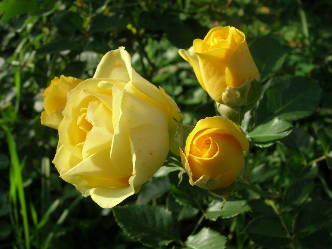 Золотой роза браулстарс