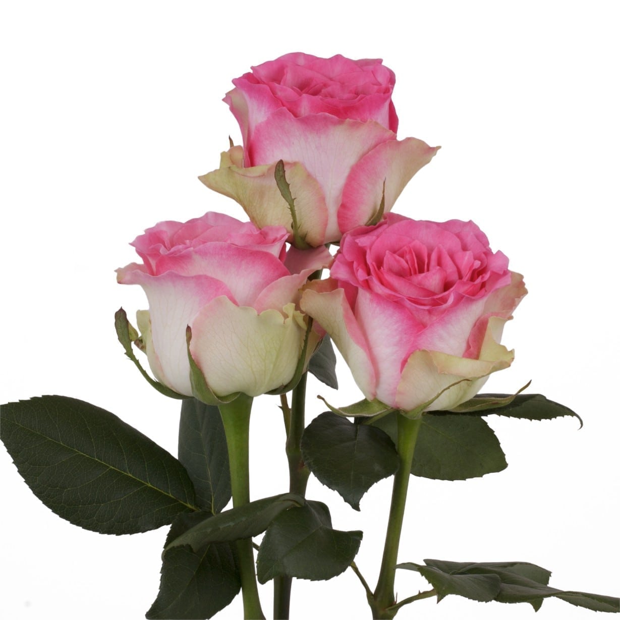 роза малибу эквадор