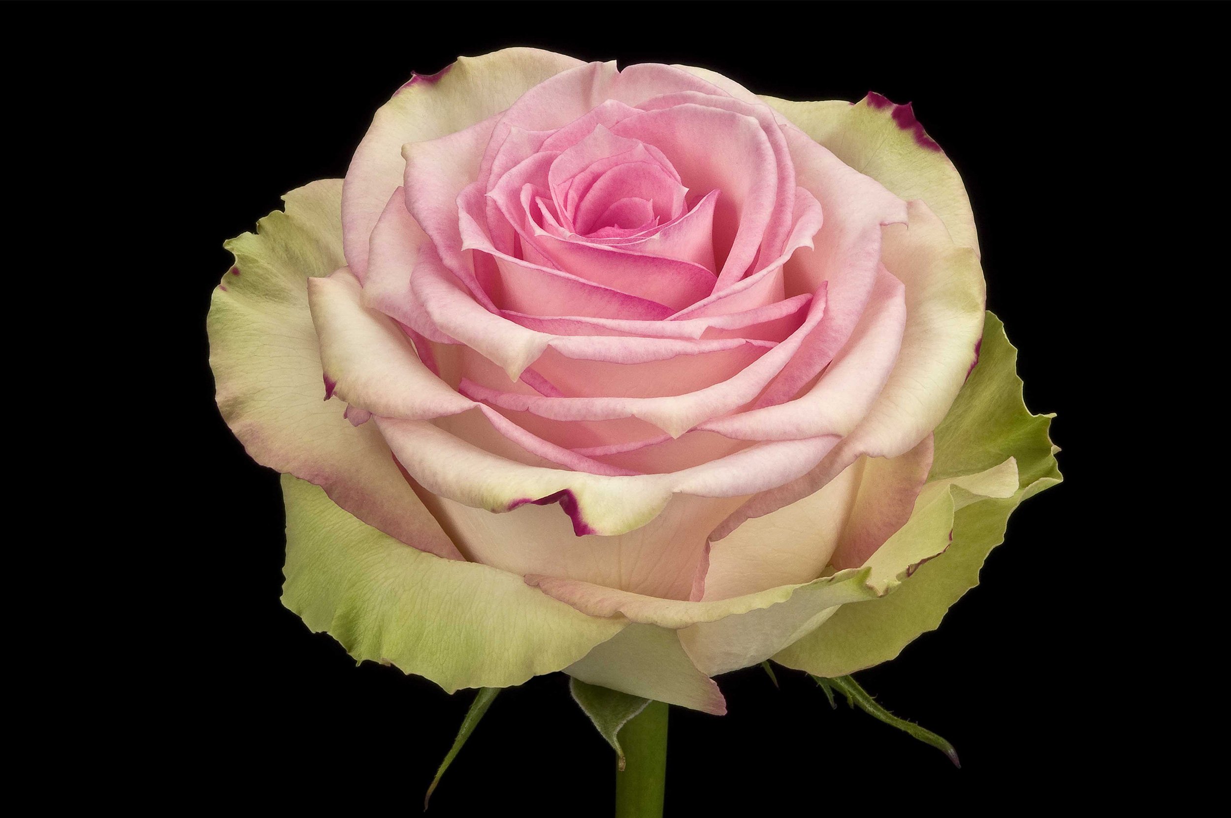 Эквадор роза сорта