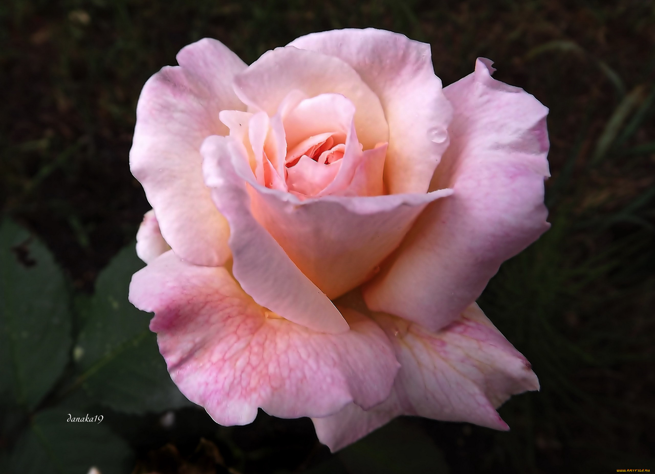 Роза стардаст фото