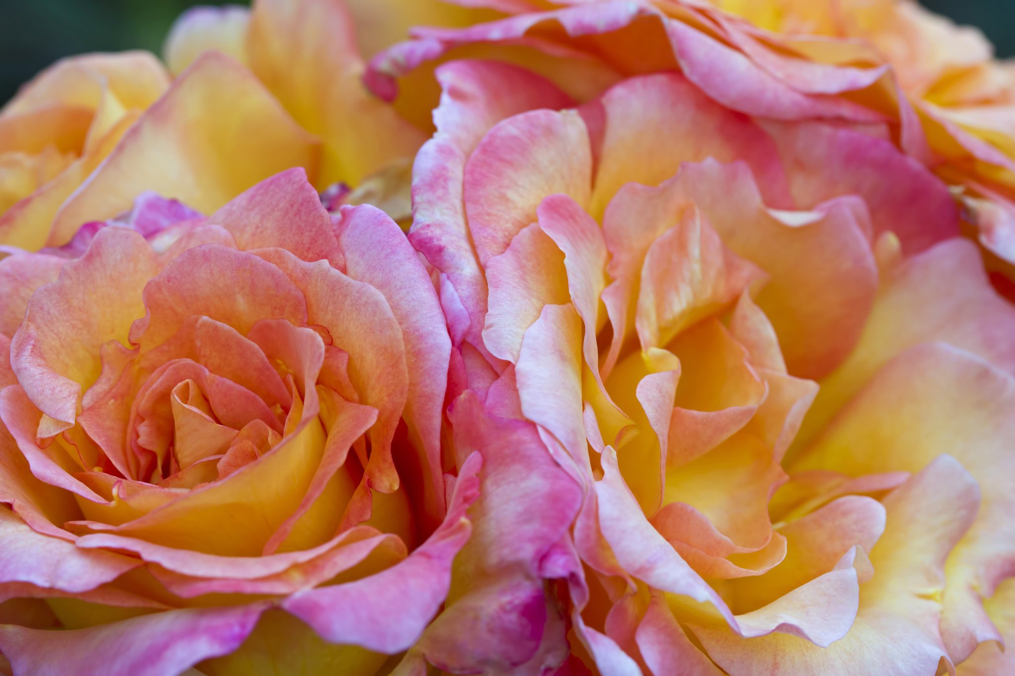 Роза стардаст фото