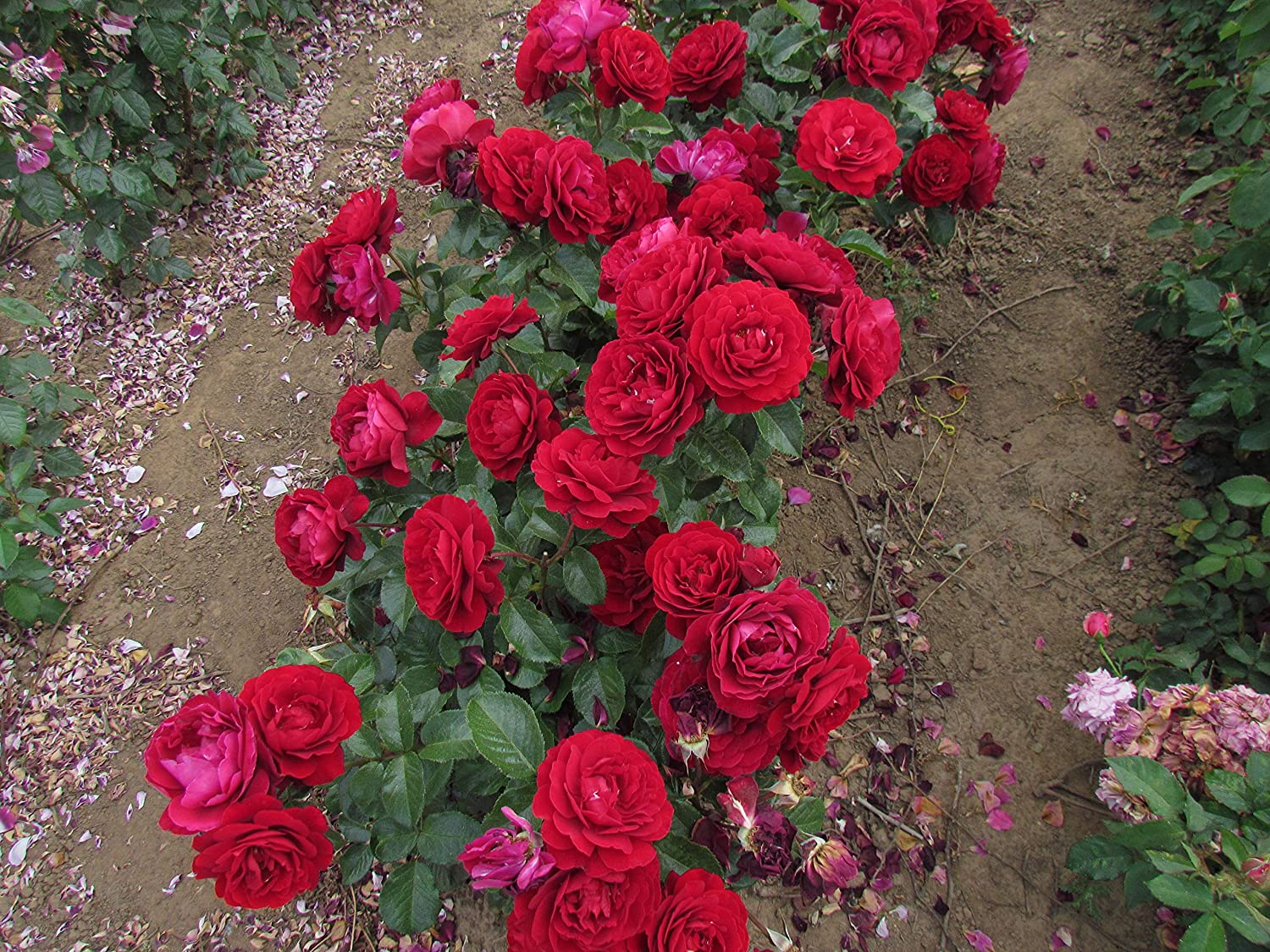 Роза ампир фото