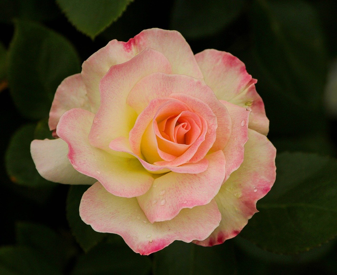 Роза розовая фото и название