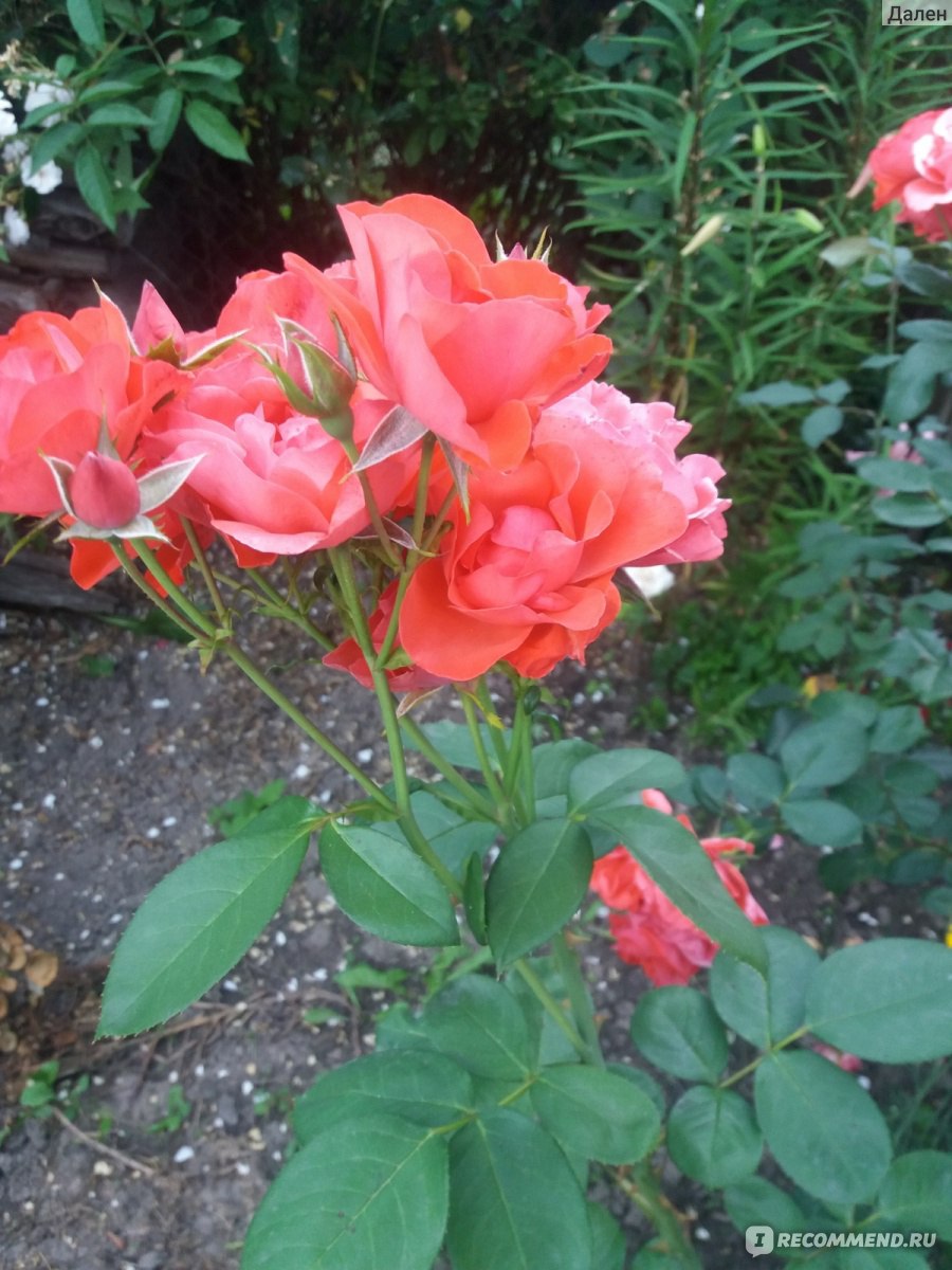 Роза джипси леонидас фото и описание