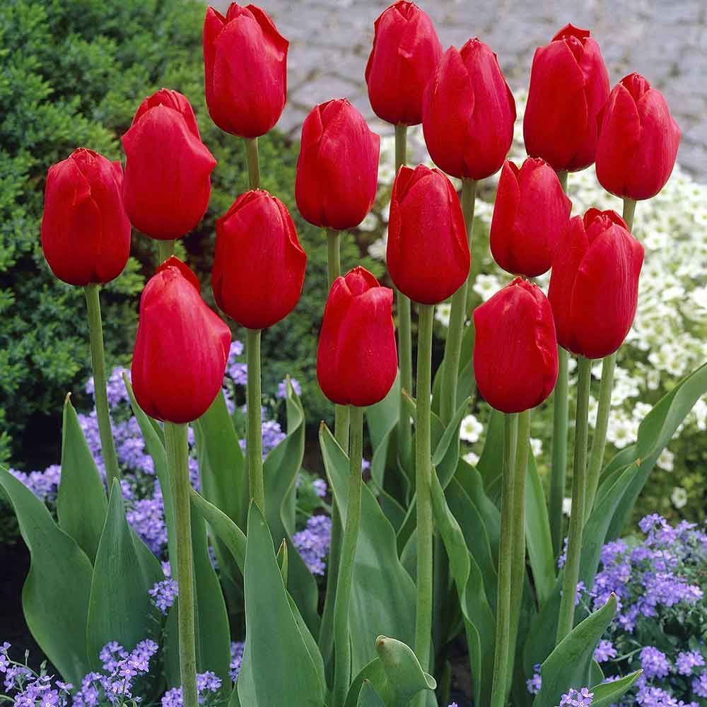 Тюльпаны разные сорта фото
