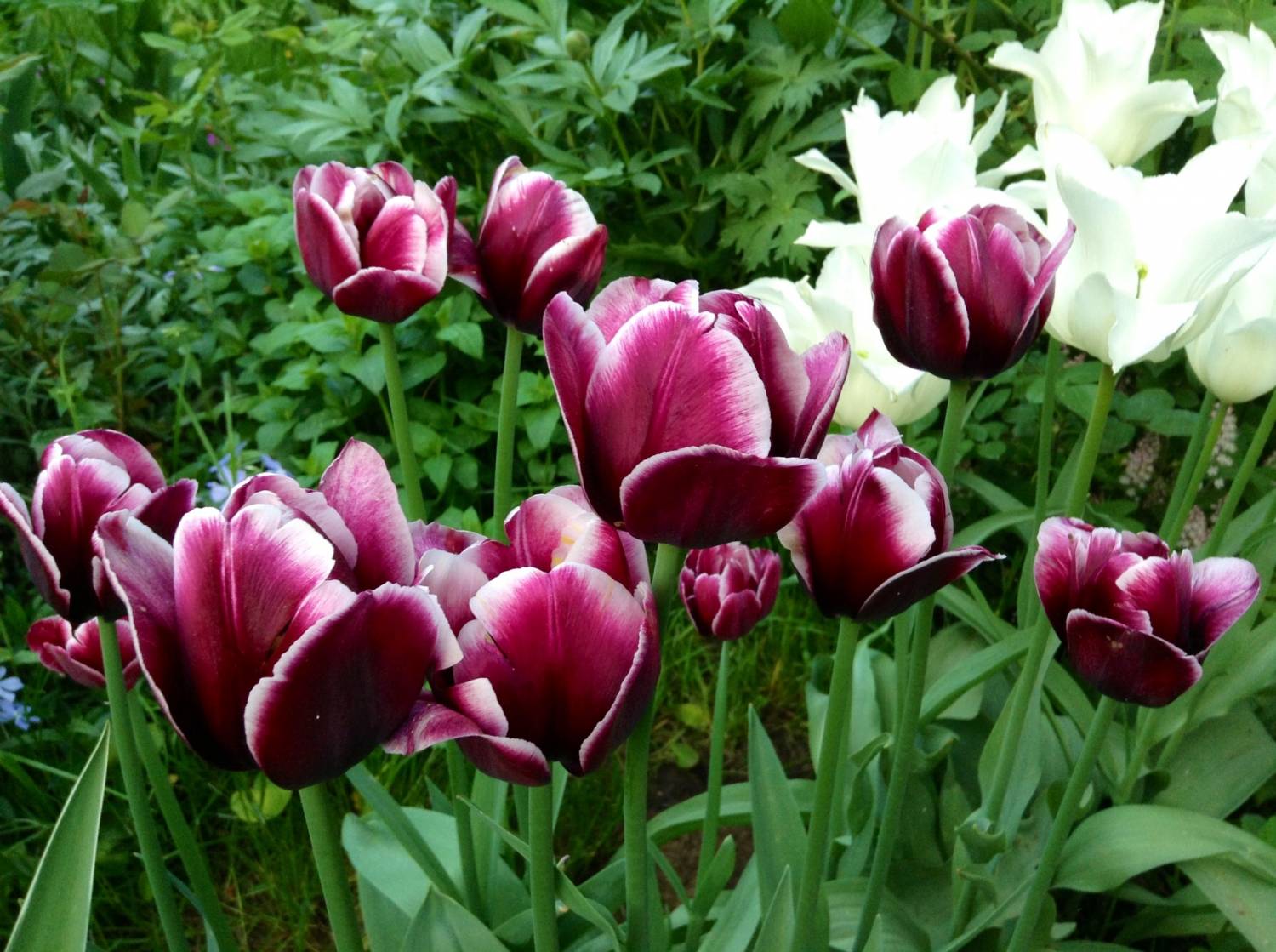 Тюльпаны сортовые фото и названия