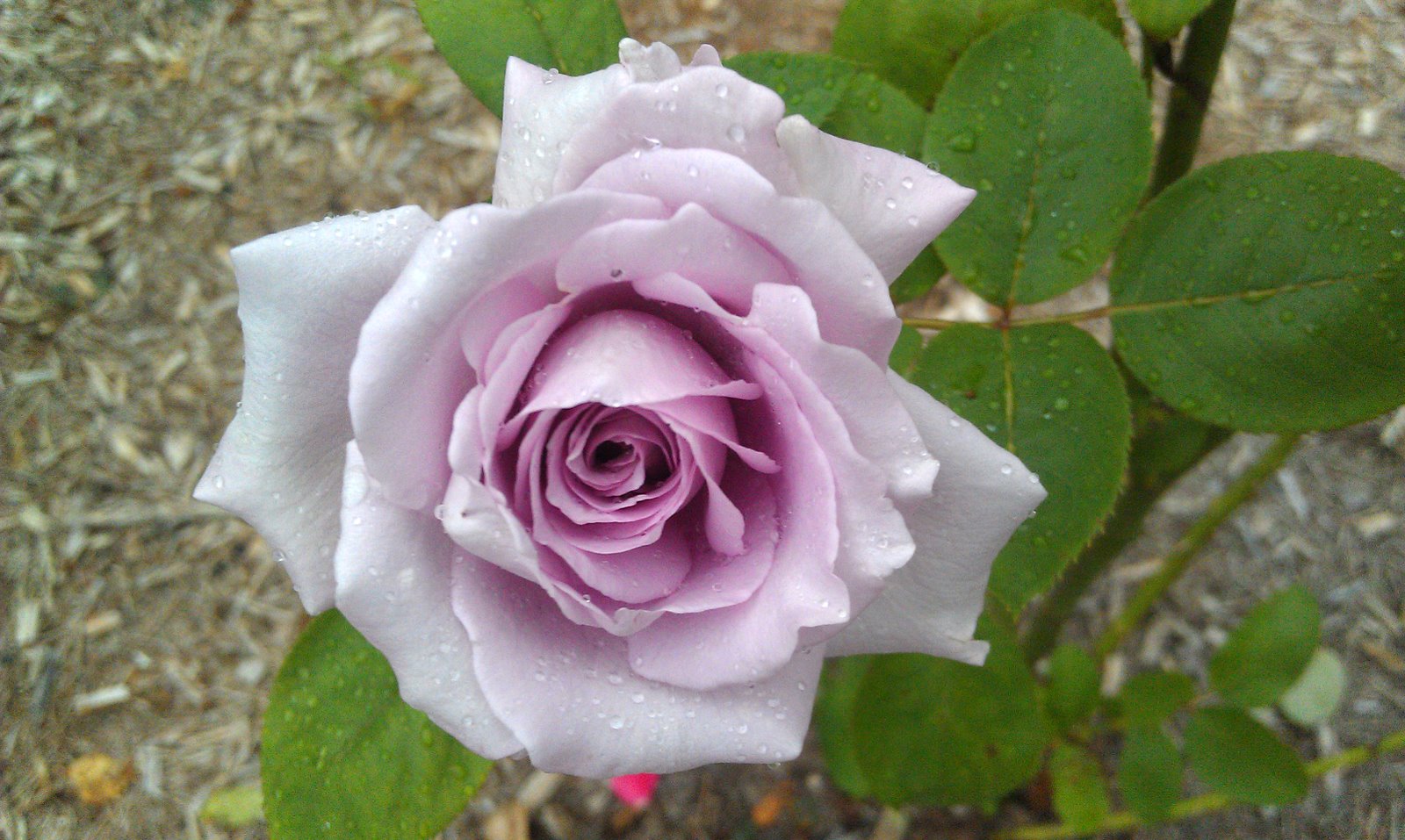 Роза флорибунда шарль азнавур фото и описание