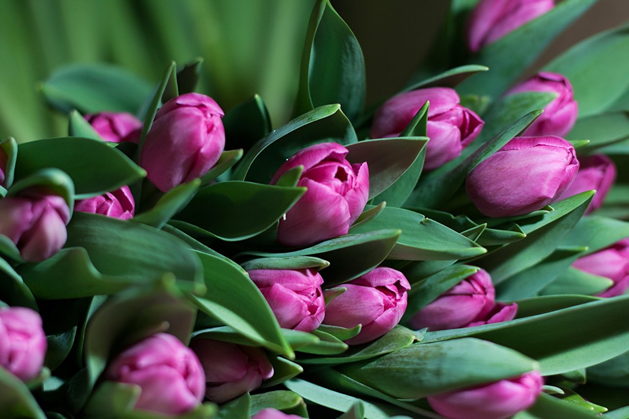 март тюльпаны фото