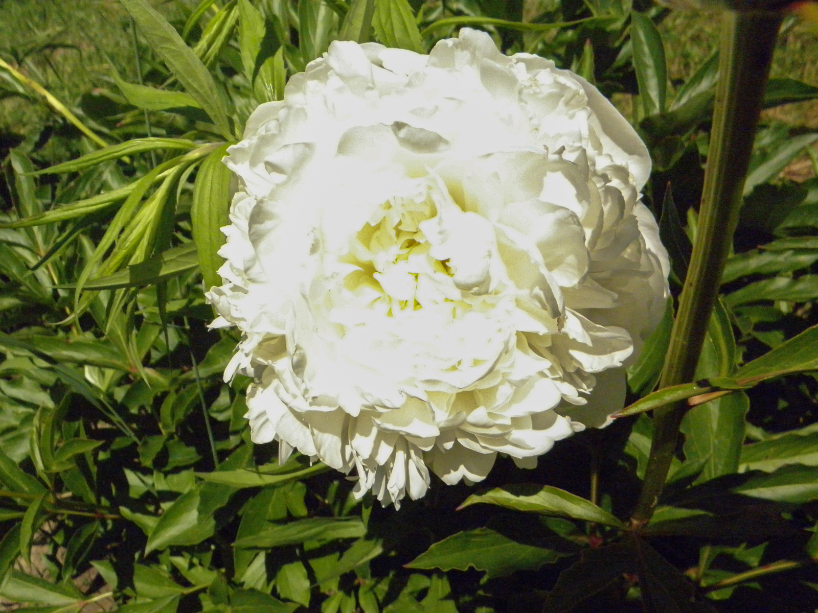 Пион травянистый голубая хризантема фото